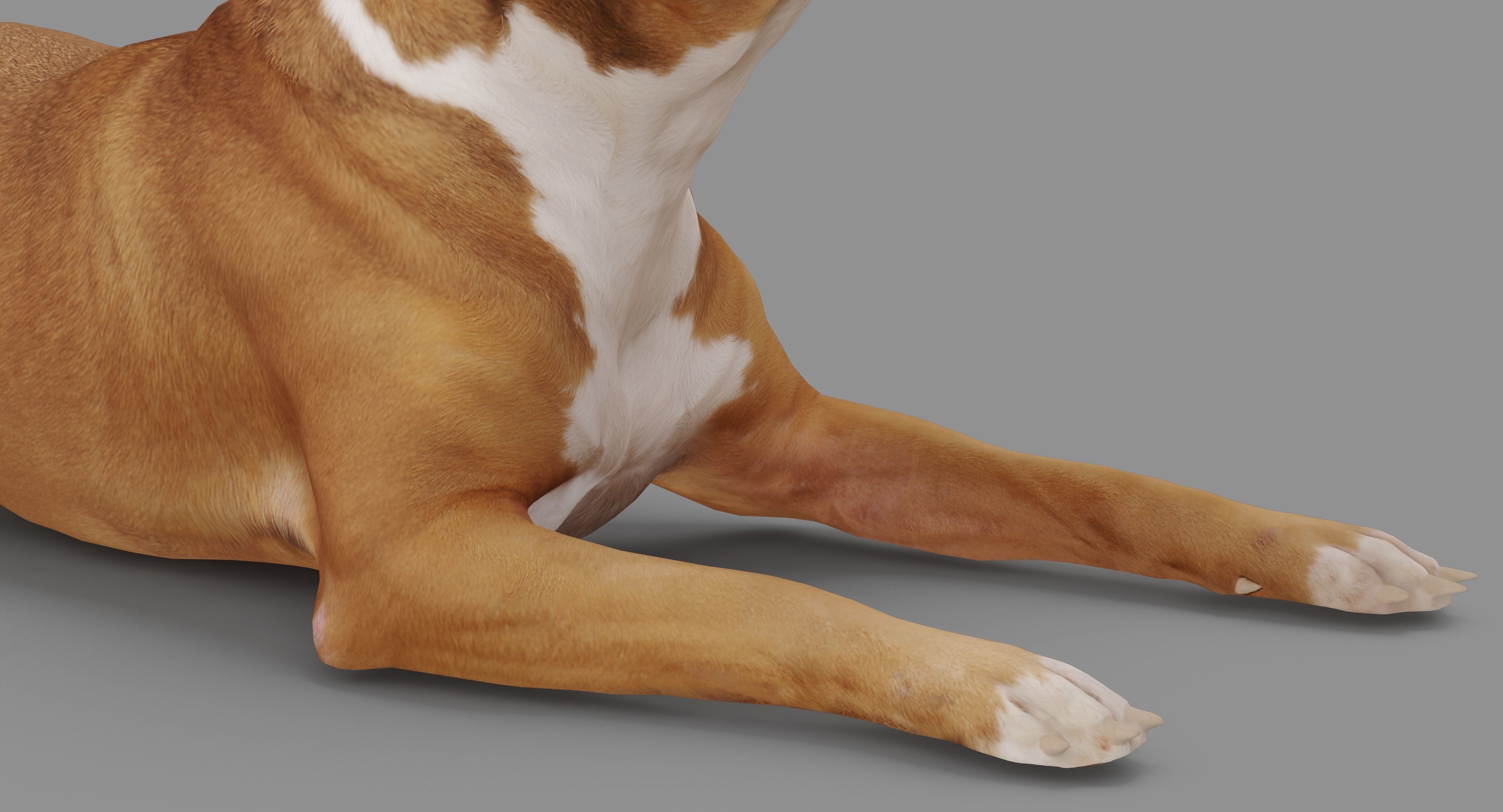 Staffordshire Lying Dog Low-poly 3D model_25