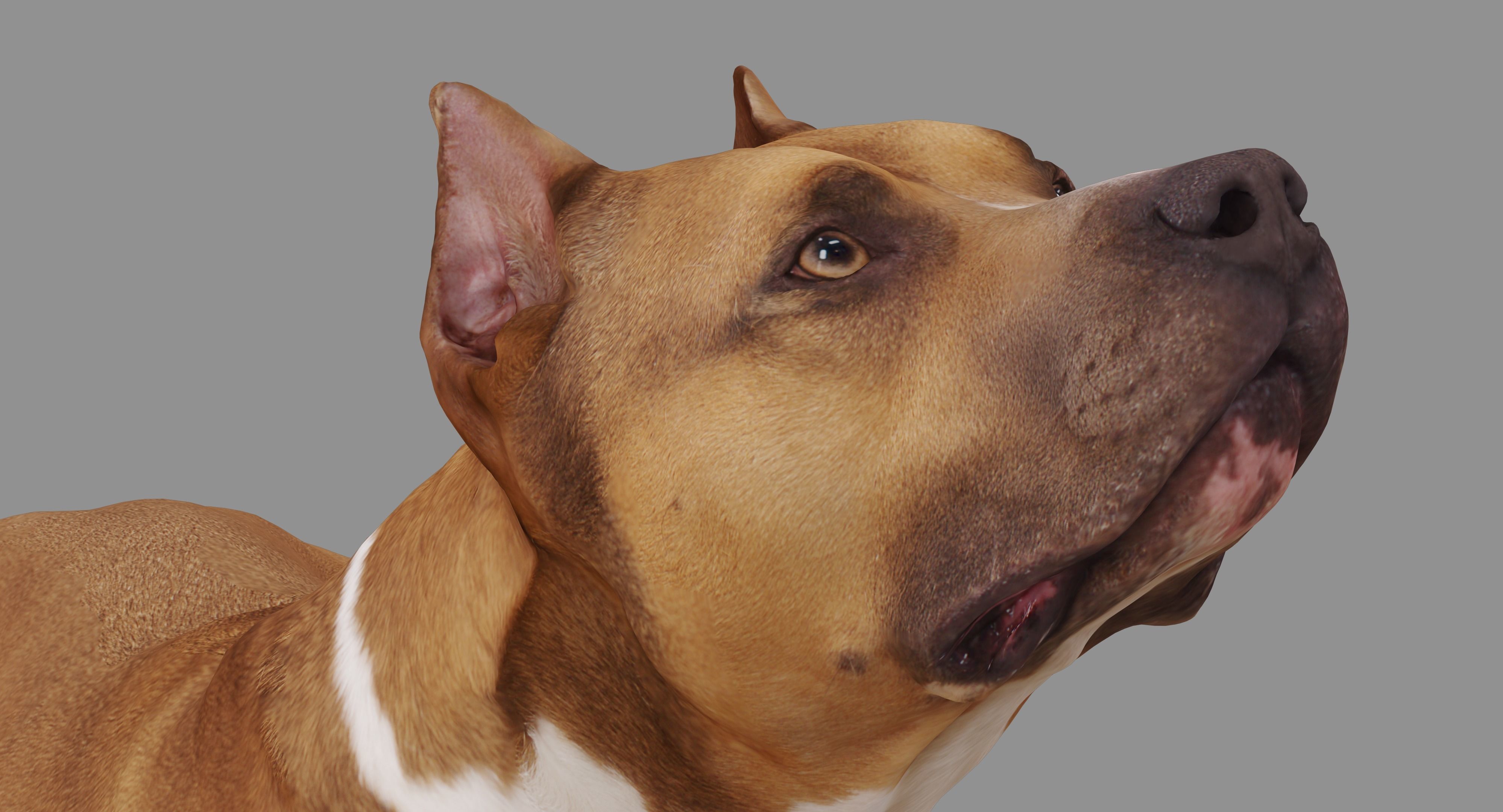 Staffordshire Lying Dog Low-poly 3D model_15