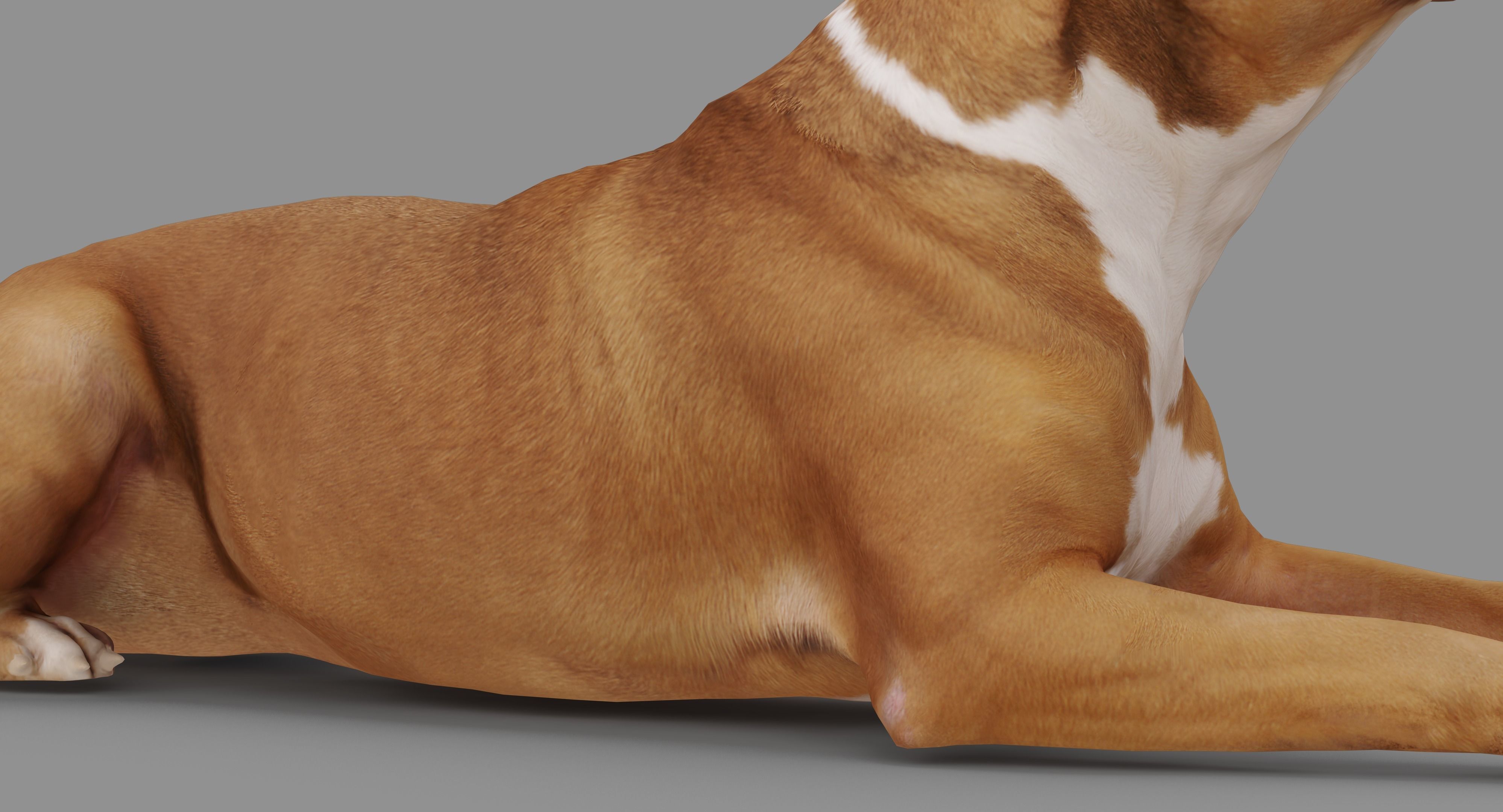 Staffordshire Lying Dog Low-poly 3D model_27