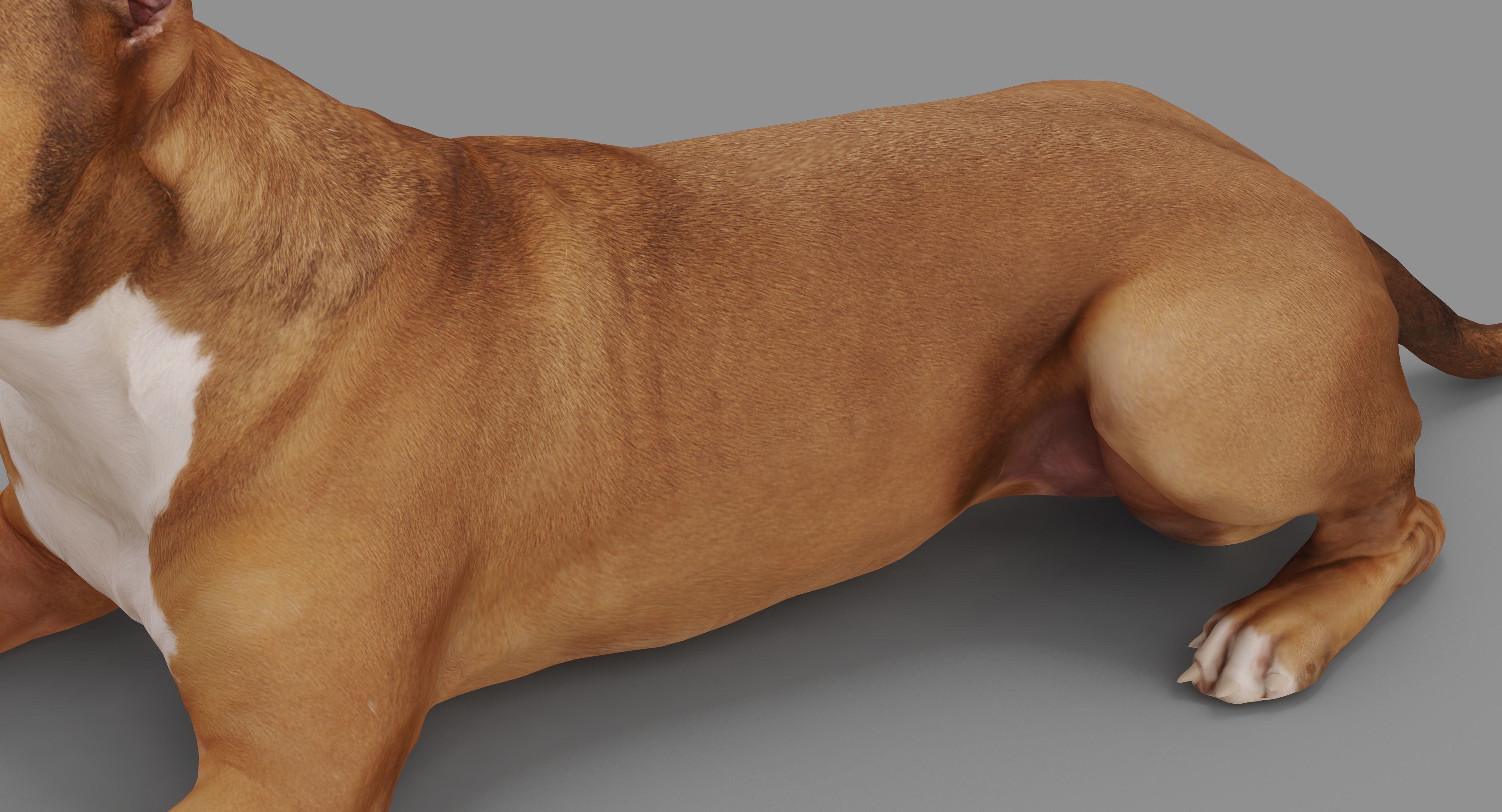 Staffordshire Lying Dog Low-poly 3D model_43
