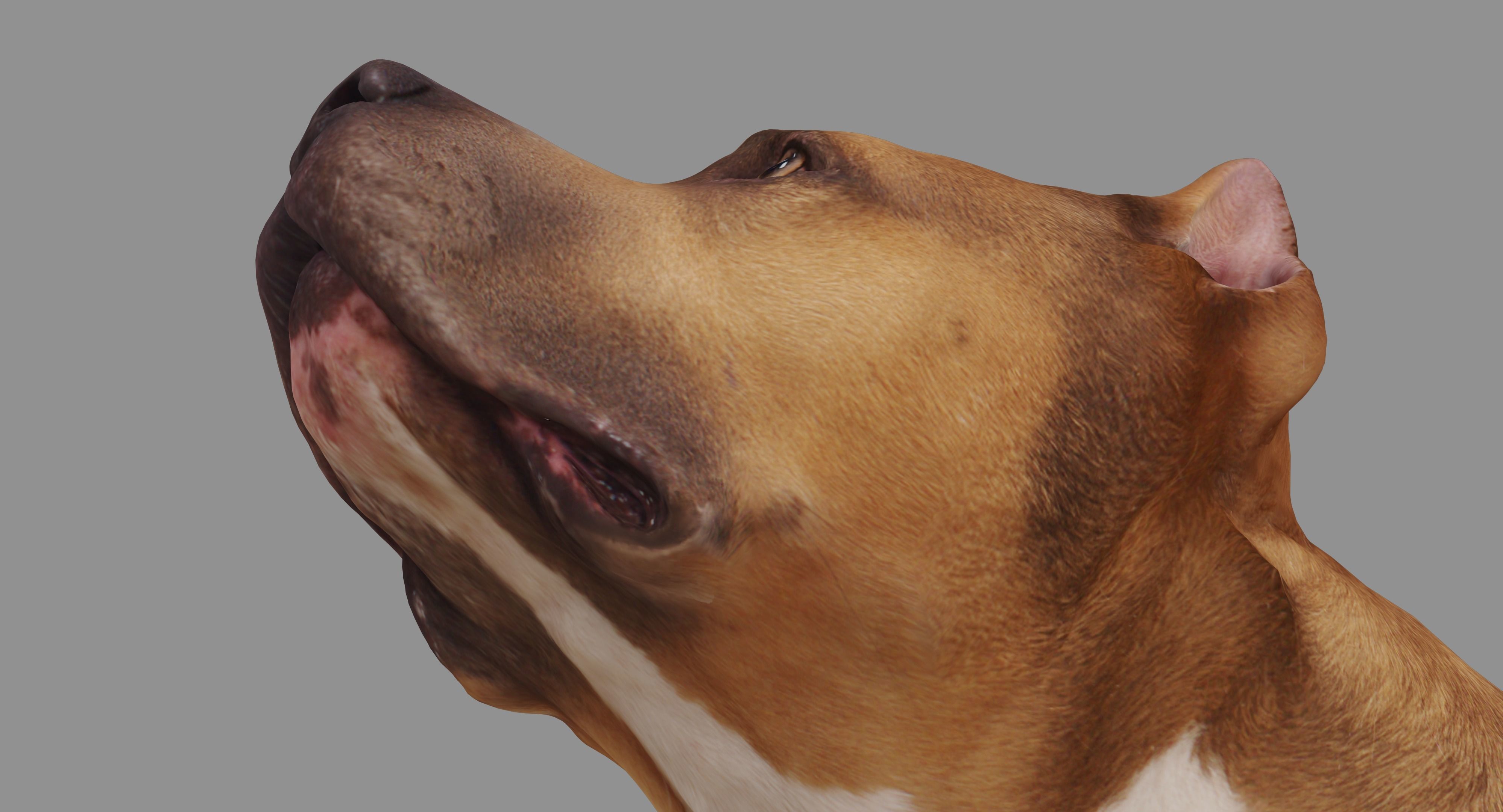 Staffordshire Lying Dog Low-poly 3D model_9