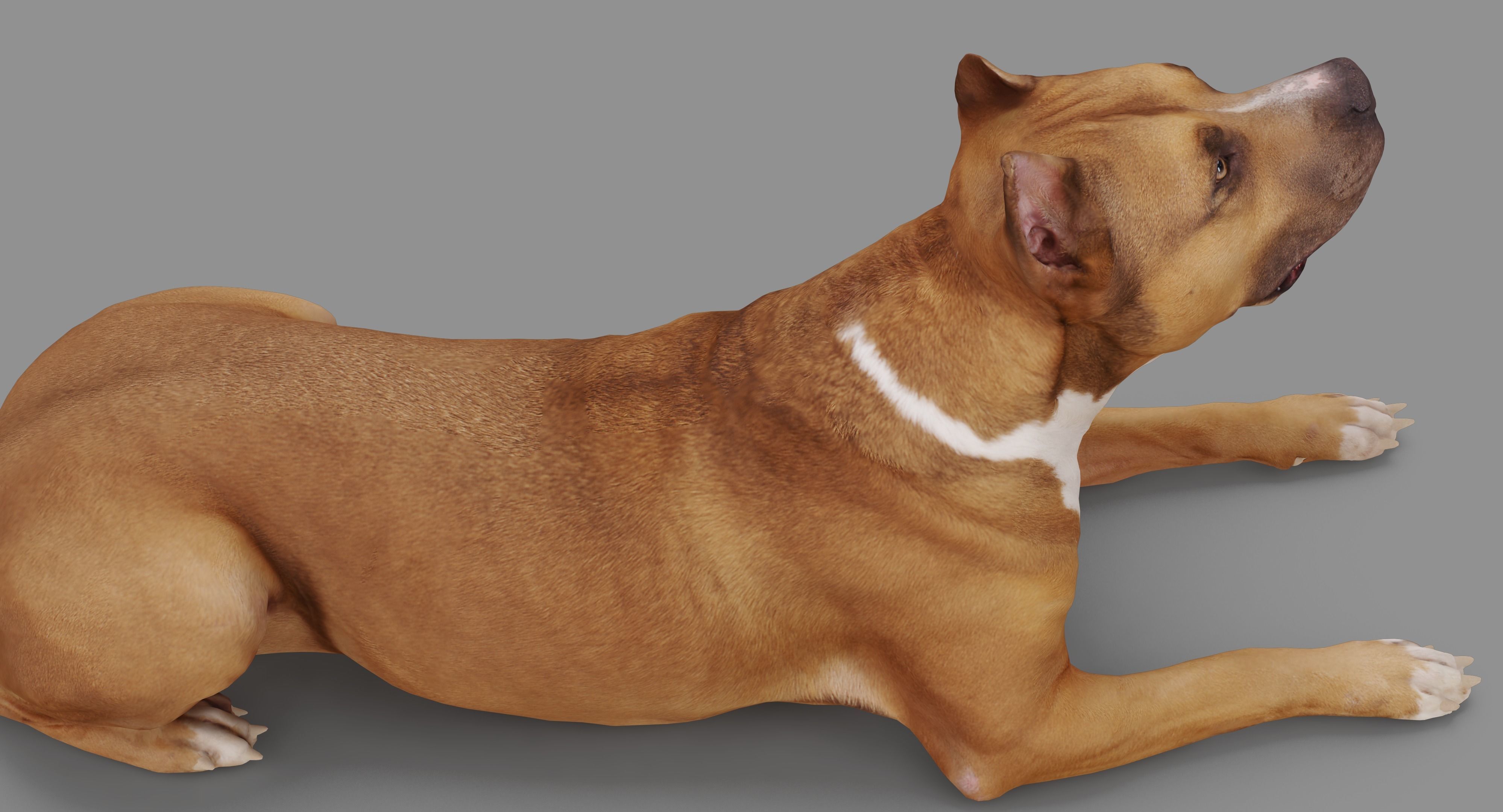 Staffordshire Lying Dog Low-poly 3D model_33