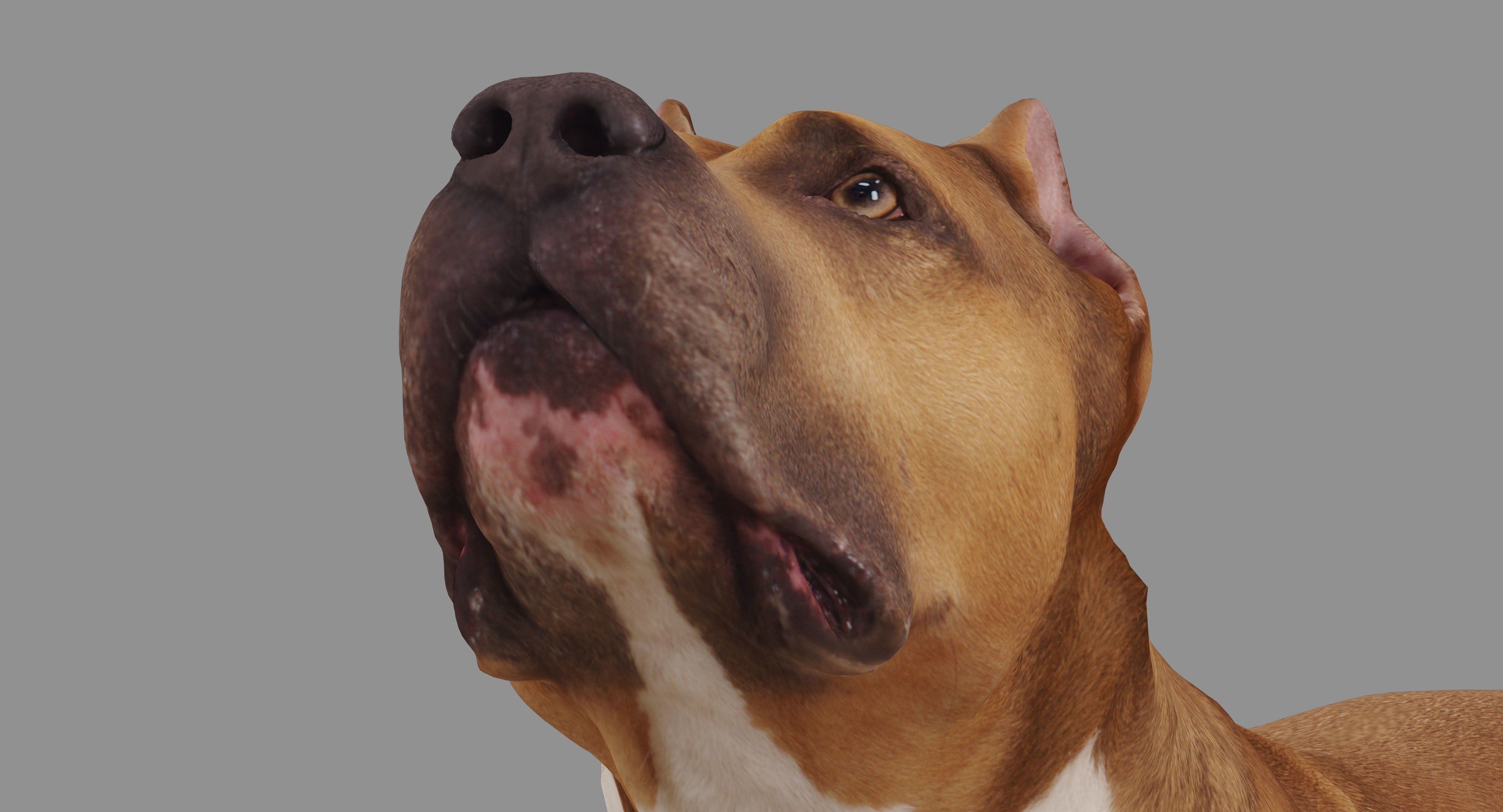Staffordshire Lying Dog Low-poly 3D model_13