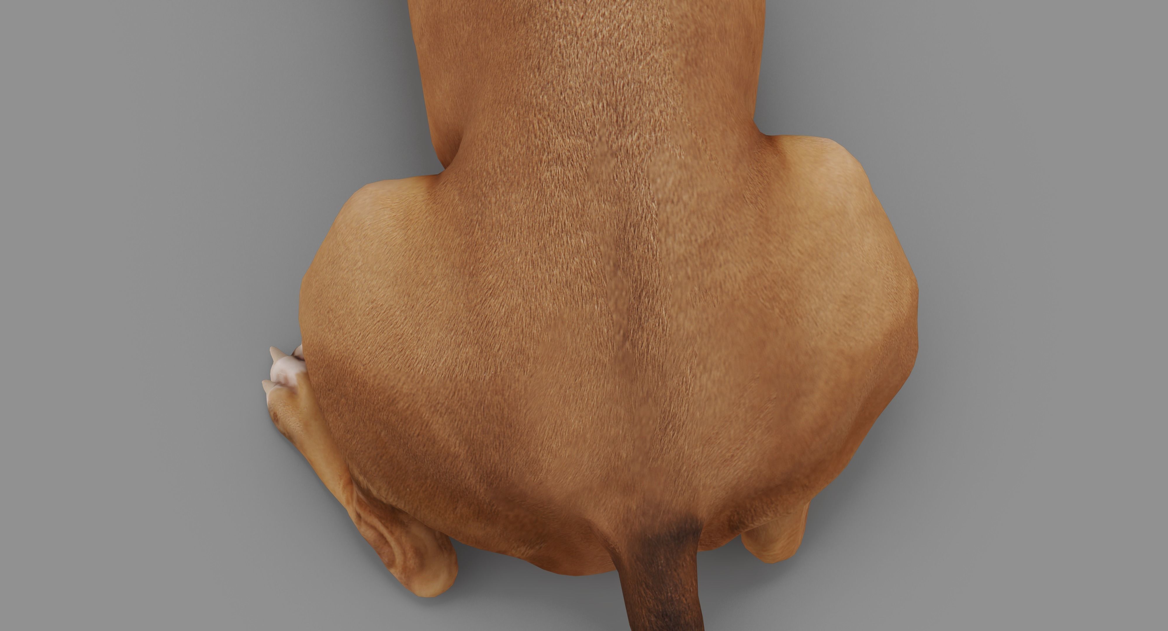 Staffordshire Lying Dog Low-poly 3D model_45