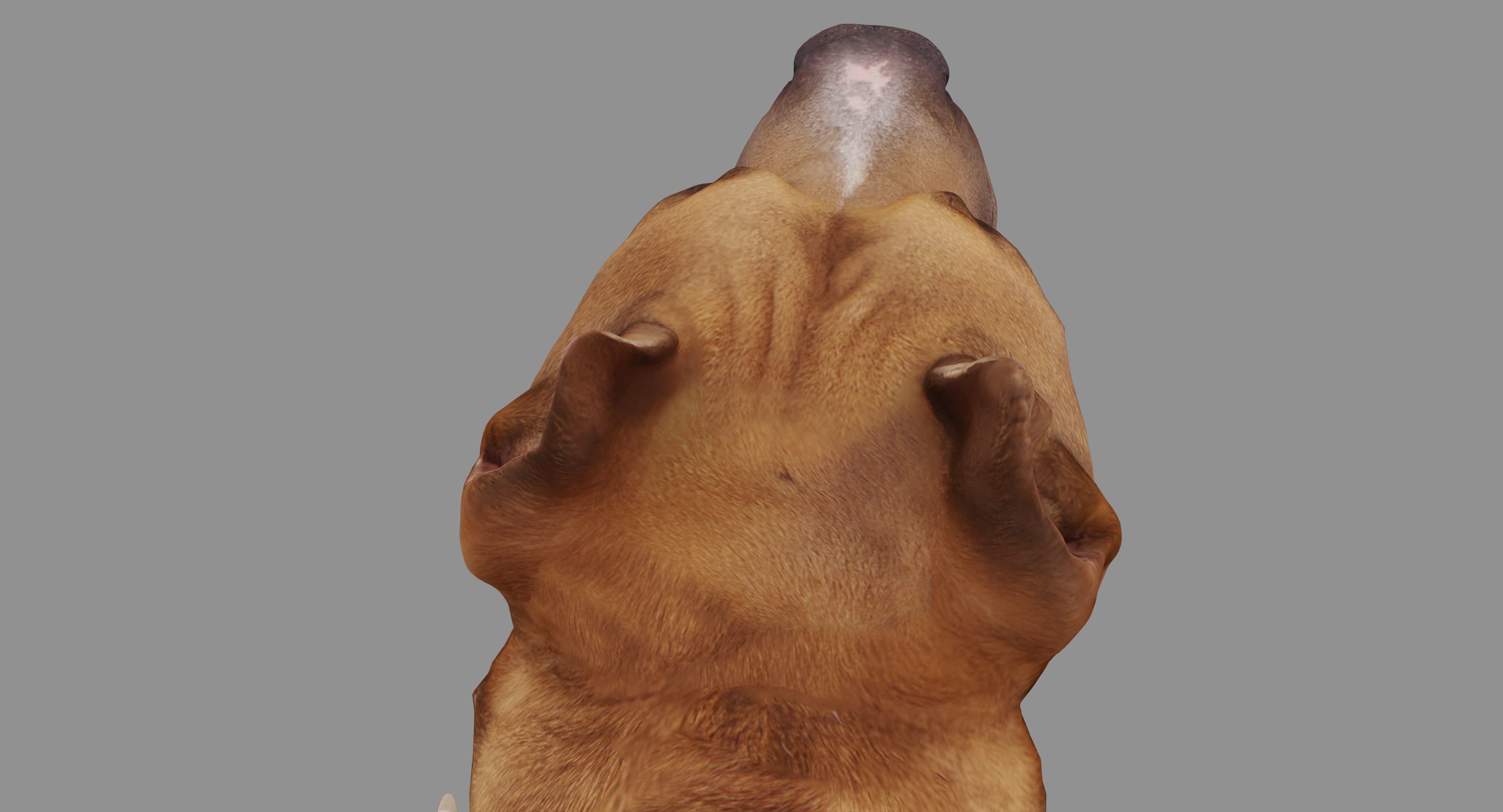 Staffordshire Lying Dog Low-poly 3D model_29