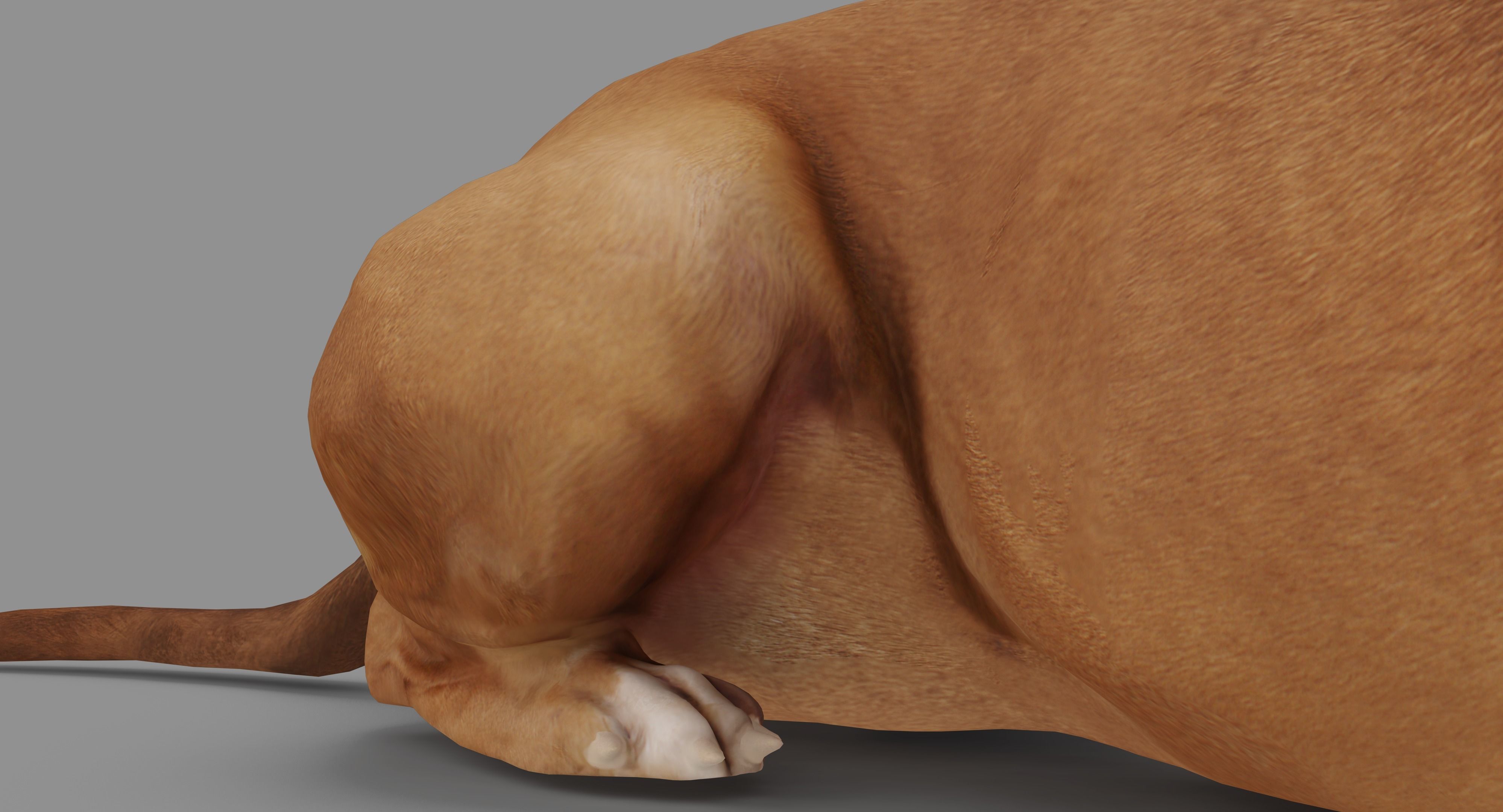 Staffordshire Lying Dog Low-poly 3D model_37