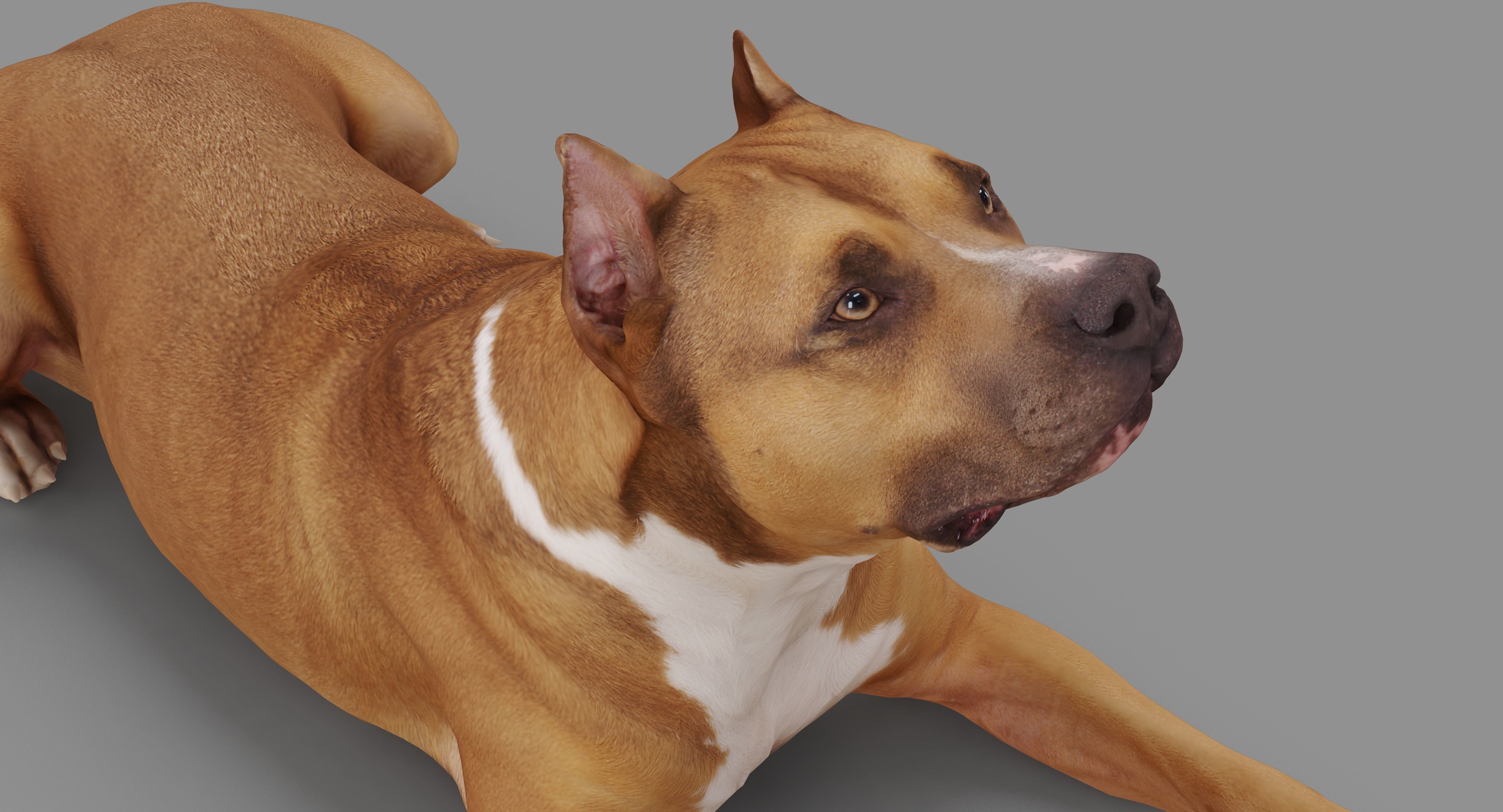 Staffordshire Lying Dog Low-poly 3D model_23