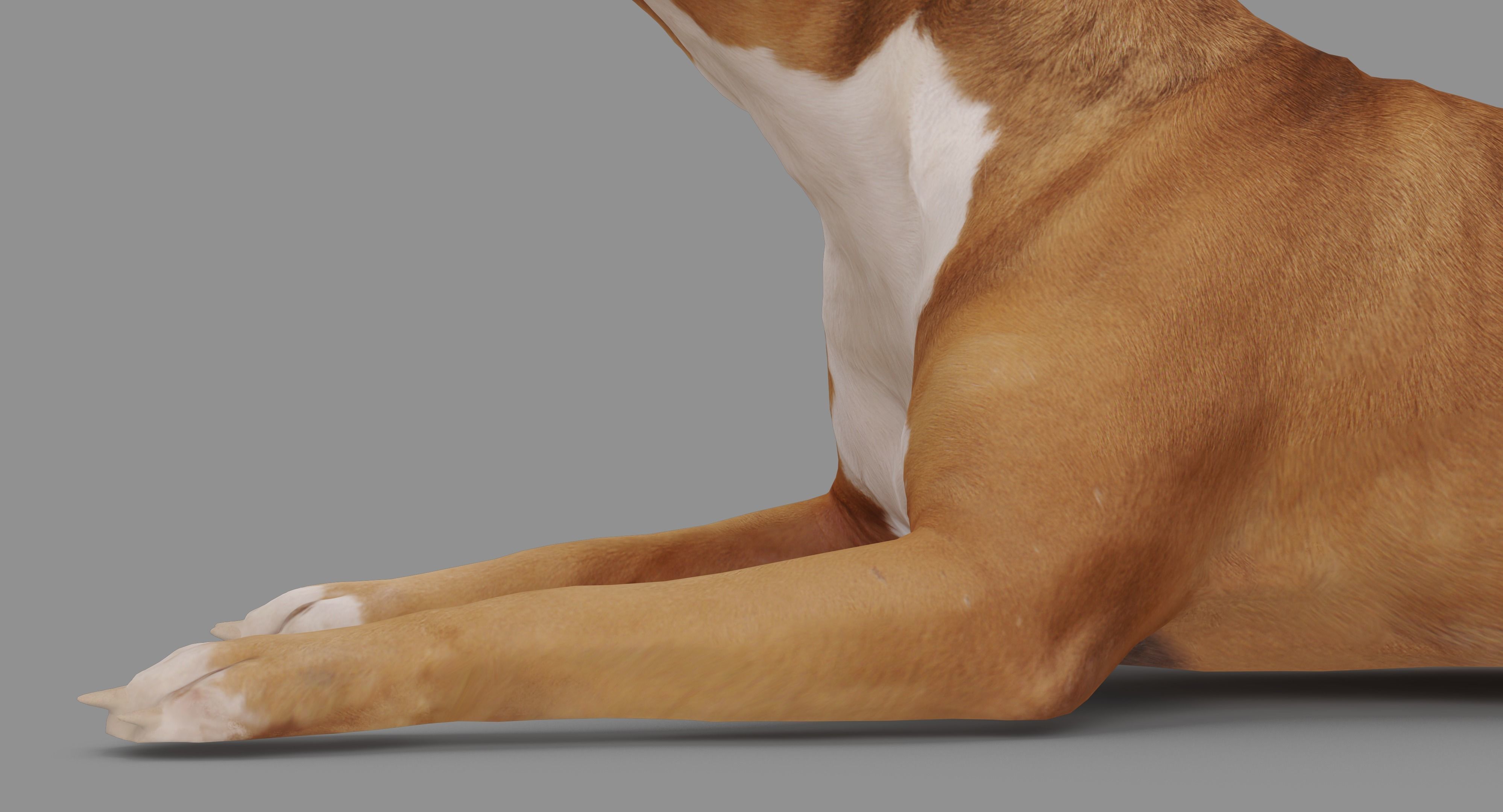 Staffordshire Lying Dog Low-poly 3D model_21