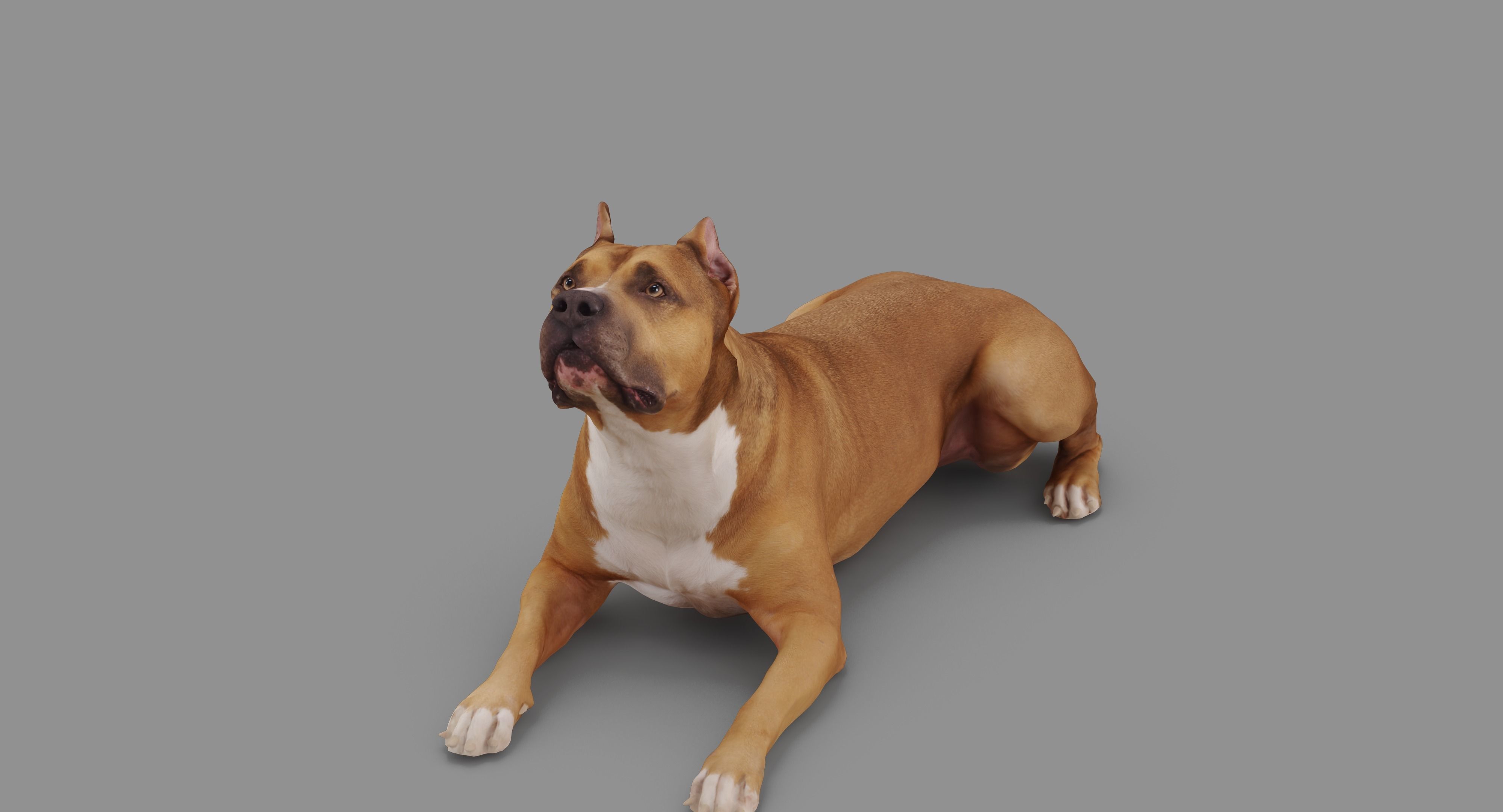 Staffordshire Lying Dog Low-poly 3D model_53