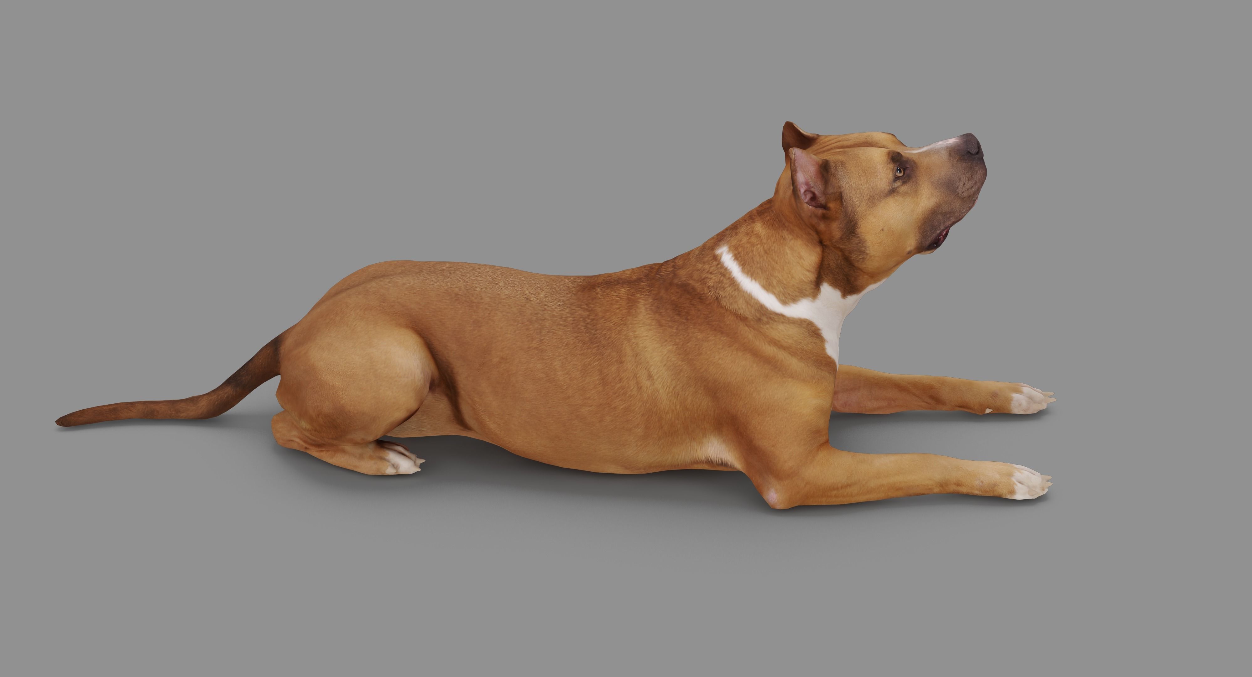 Staffordshire Lying Dog Low-poly 3D model_67