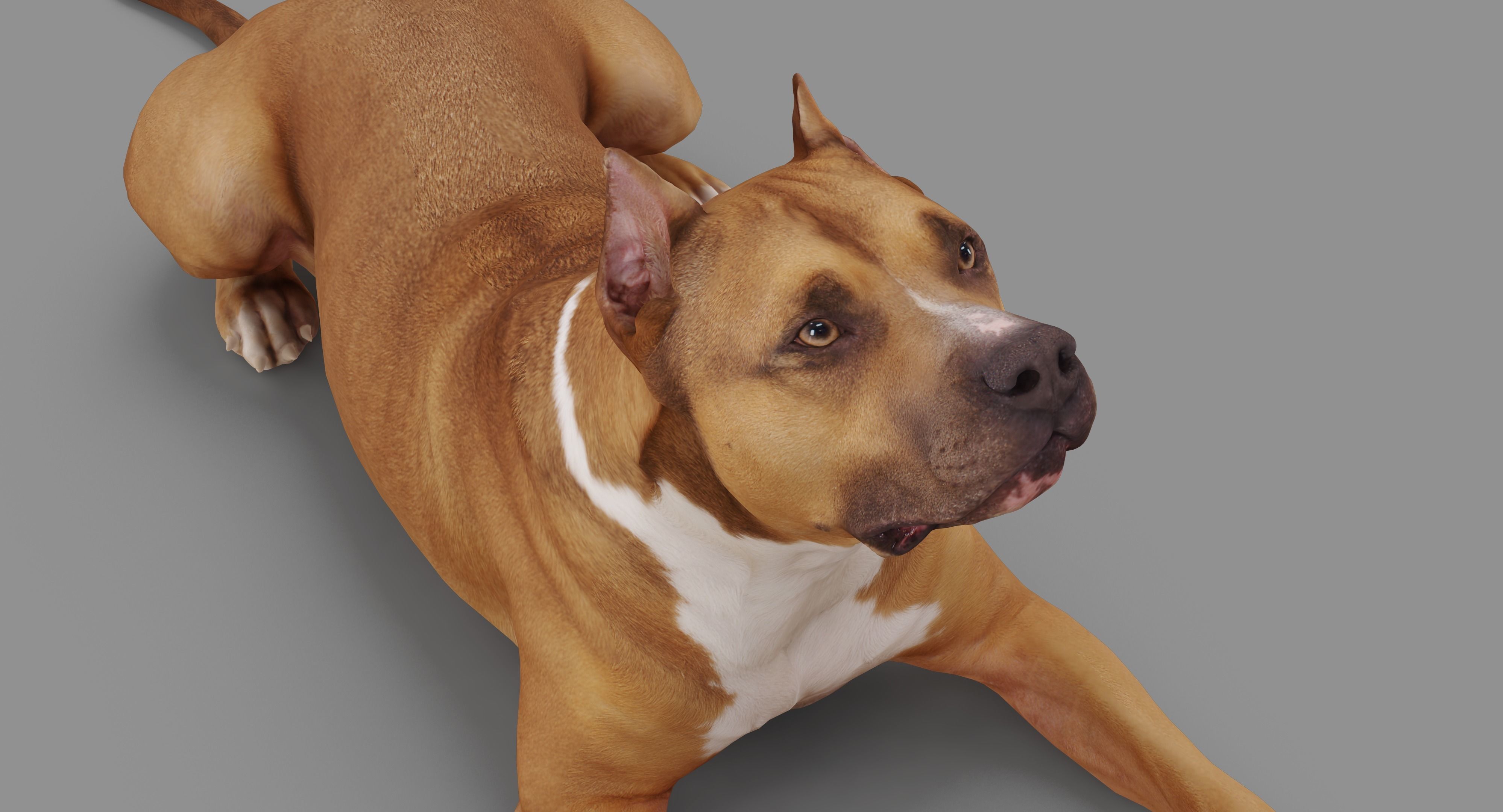 Staffordshire Lying Dog Low-poly 3D model_17