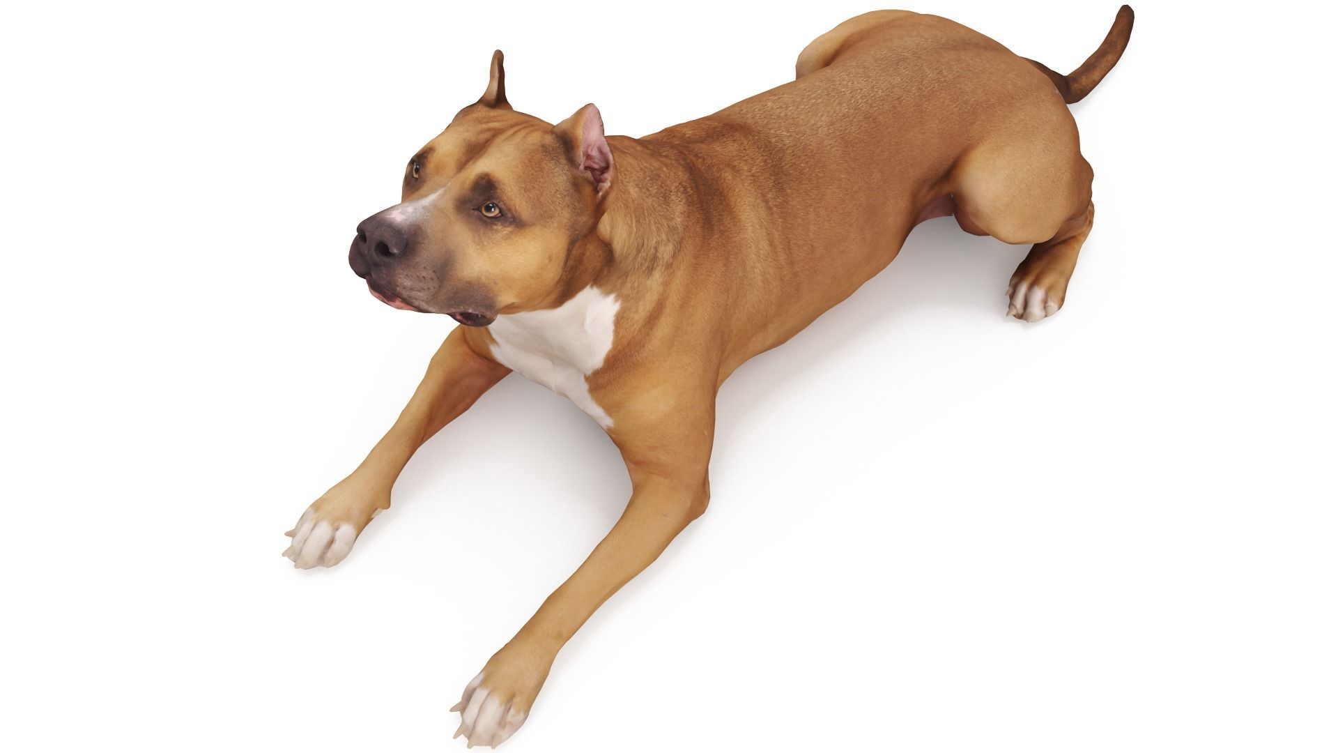 Staffordshire Lying Dog Low-poly 3D model_0