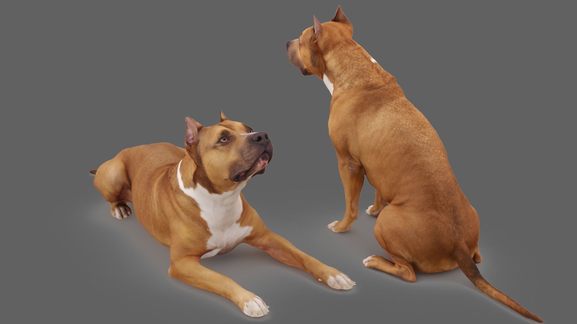 Staffordshire Terrier Collection x2 _4