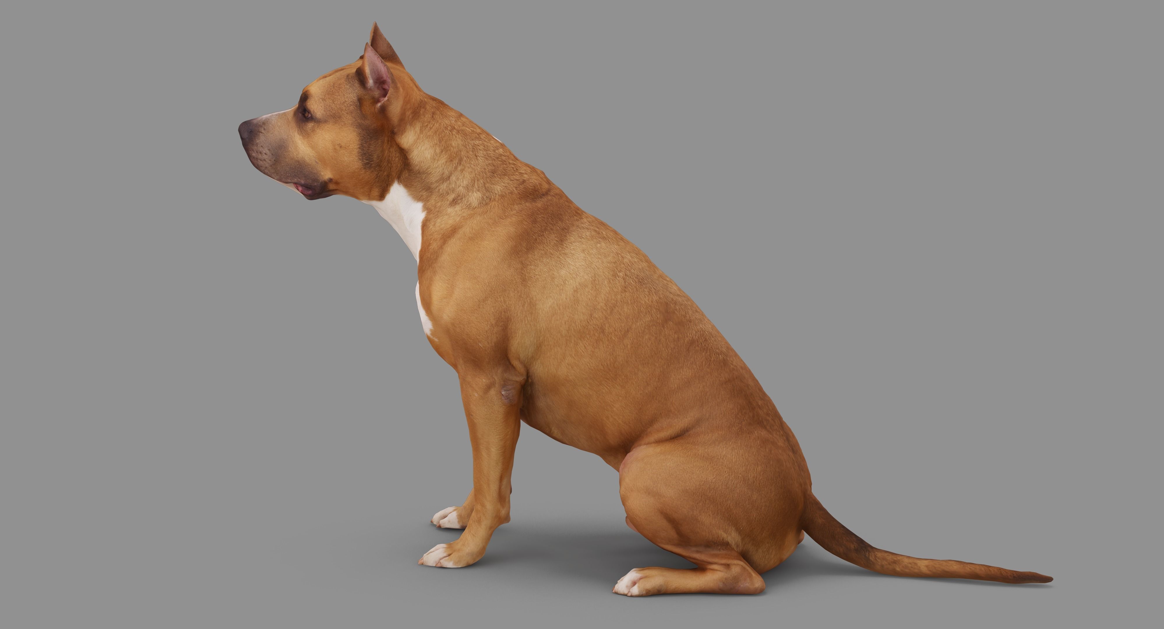 Staffordshire Terrier Collection x2 _59