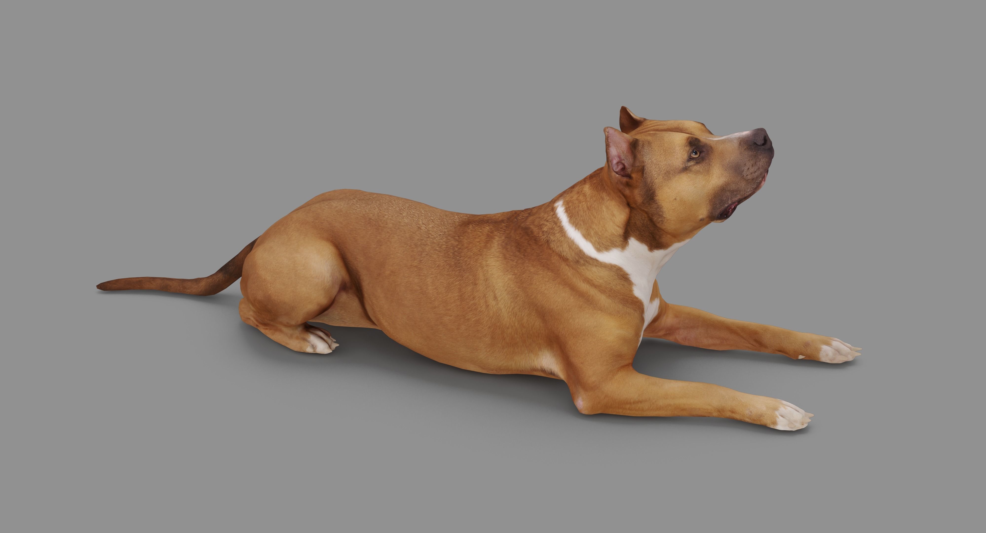 Staffordshire Terrier Collection x2 _76