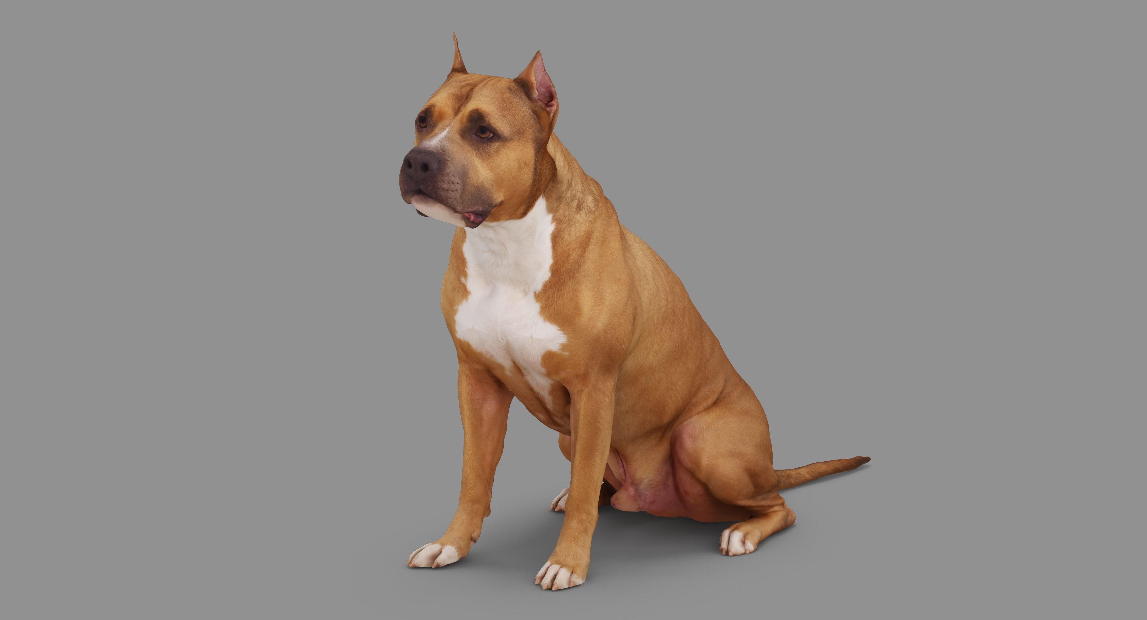 Staffordshire Terrier Collection x2 _65