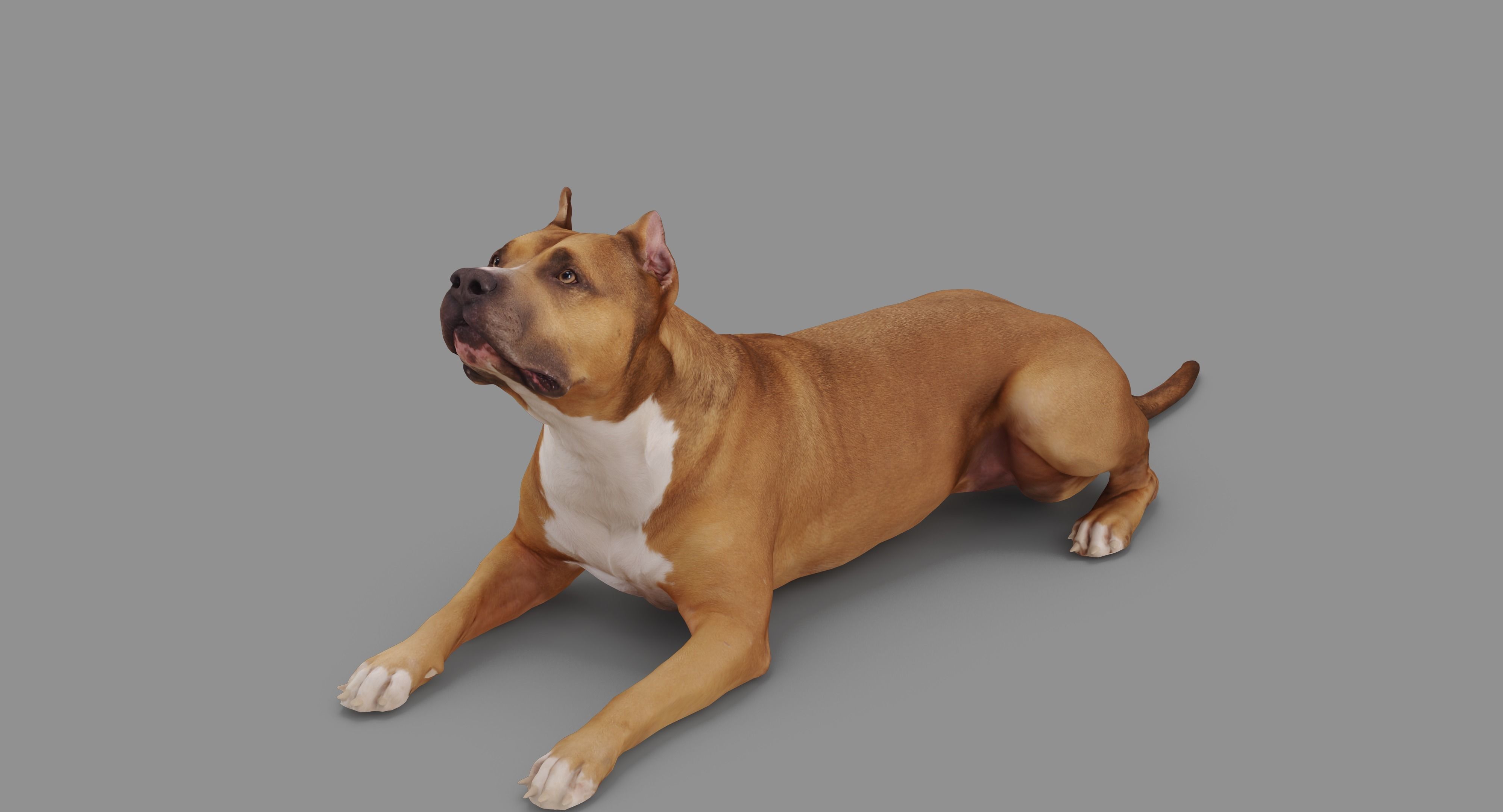 Staffordshire Terrier Collection x2 _68
