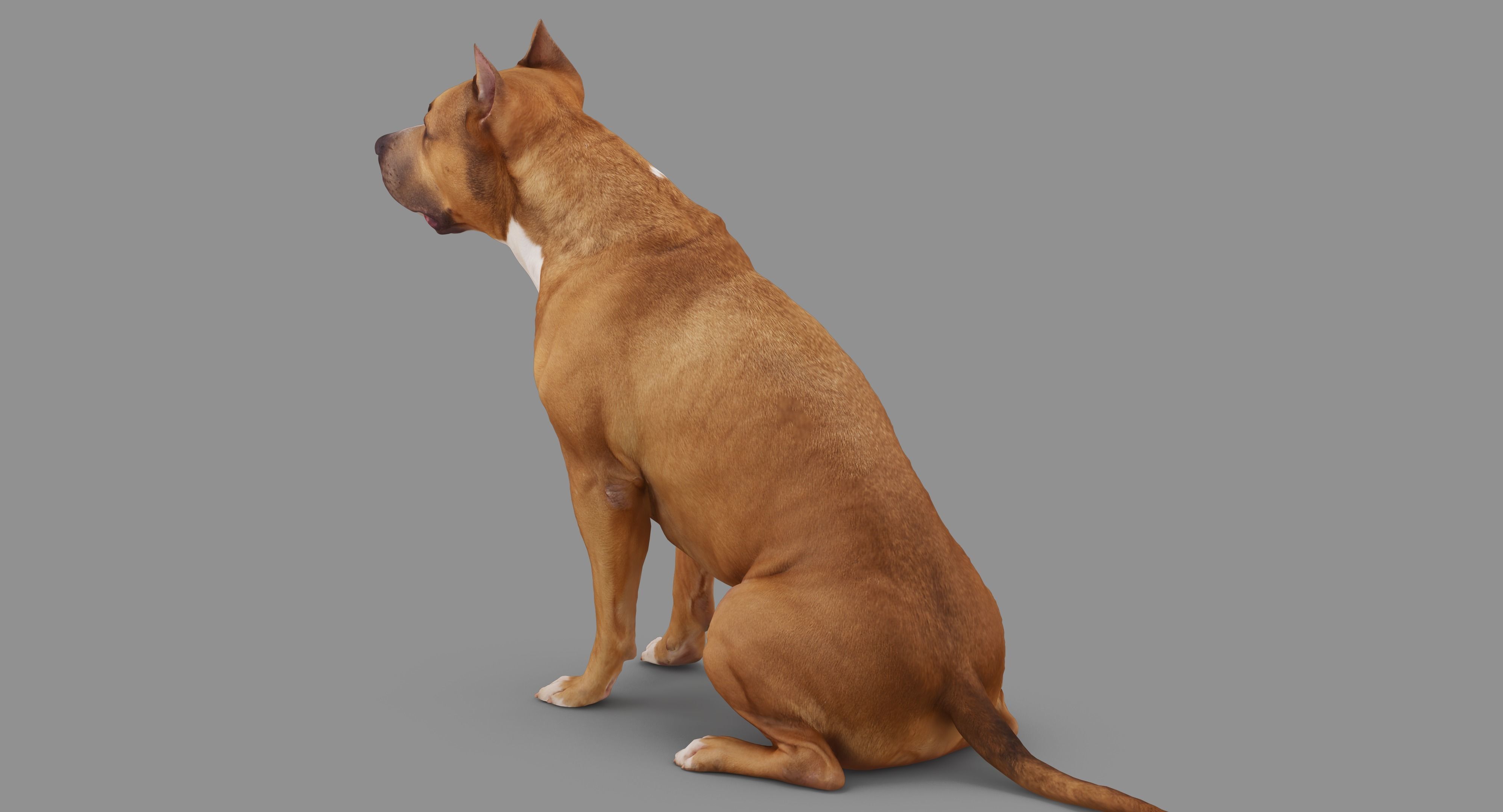 Staffordshire Terrier Collection x2 _54