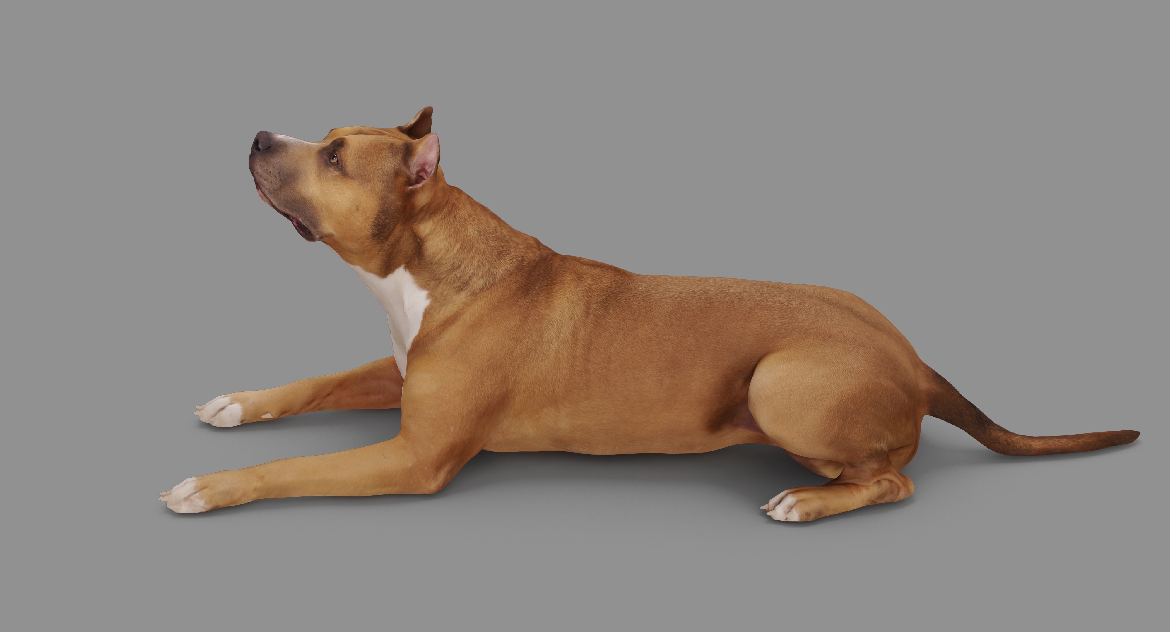 Staffordshire Terrier Collection x2 _109
