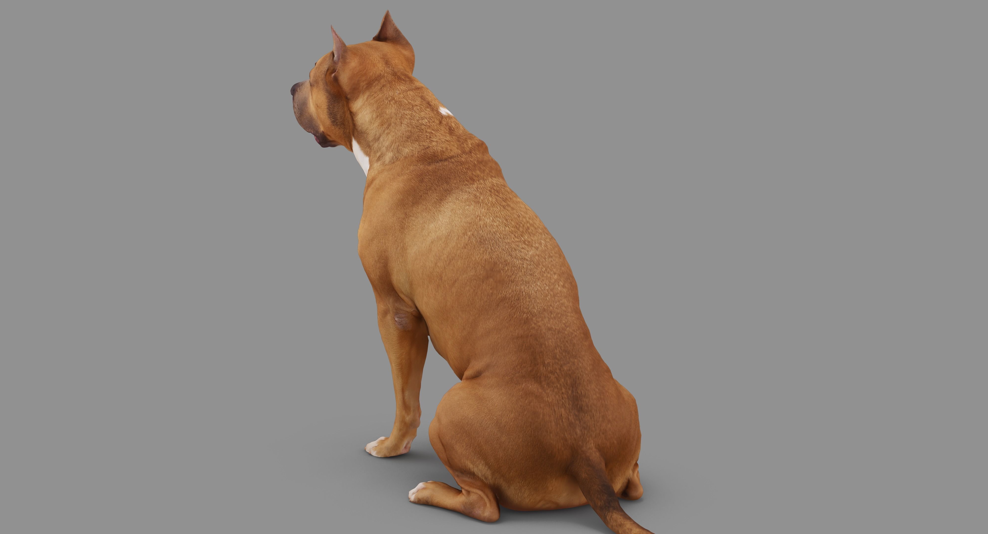 Staffordshire Terrier Collection x2 _51