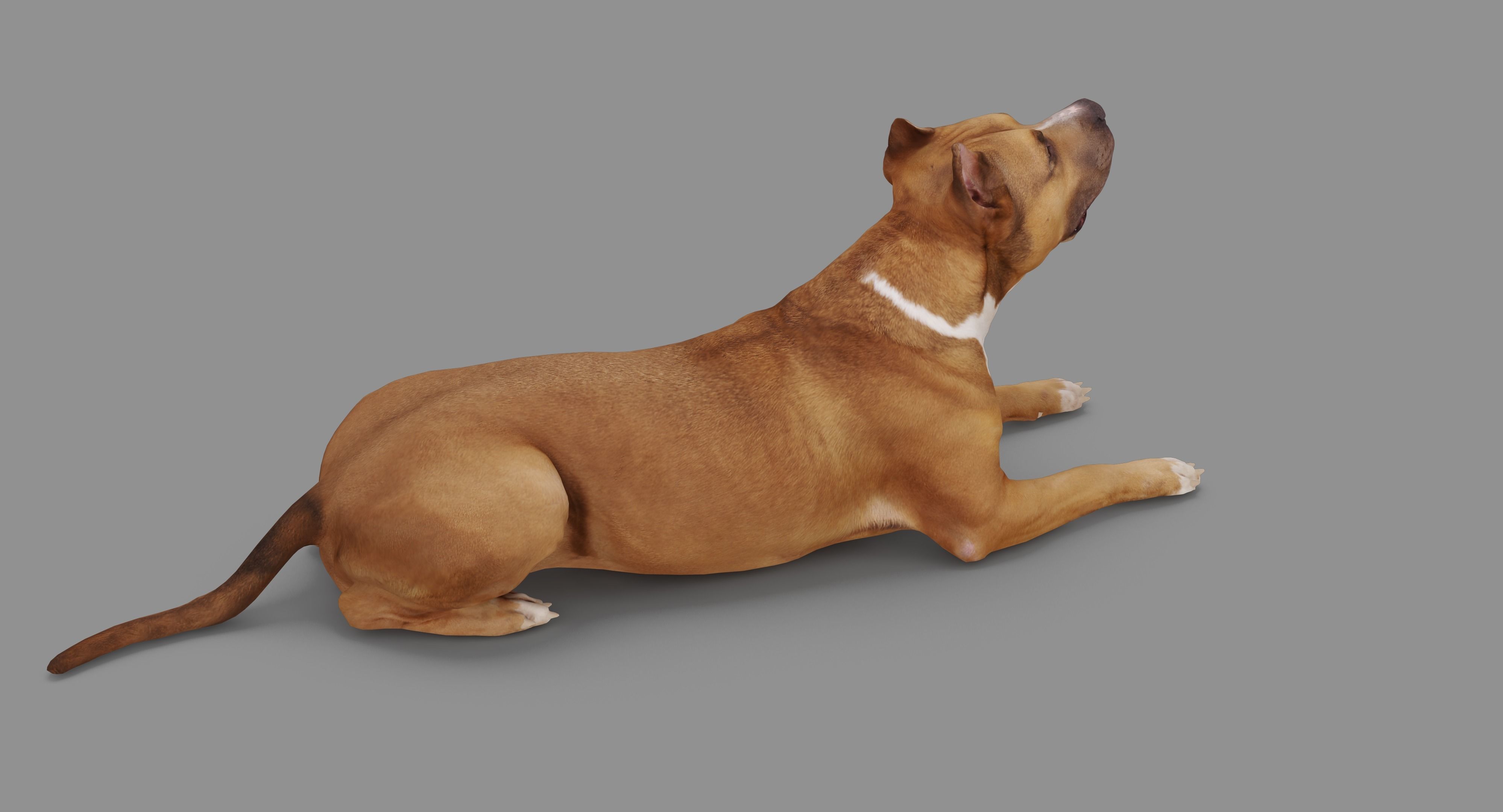 Staffordshire Terrier Collection x2 _80