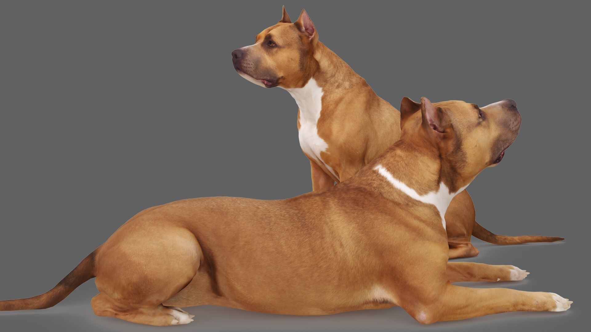 Staffordshire Terrier Collection x2 _6