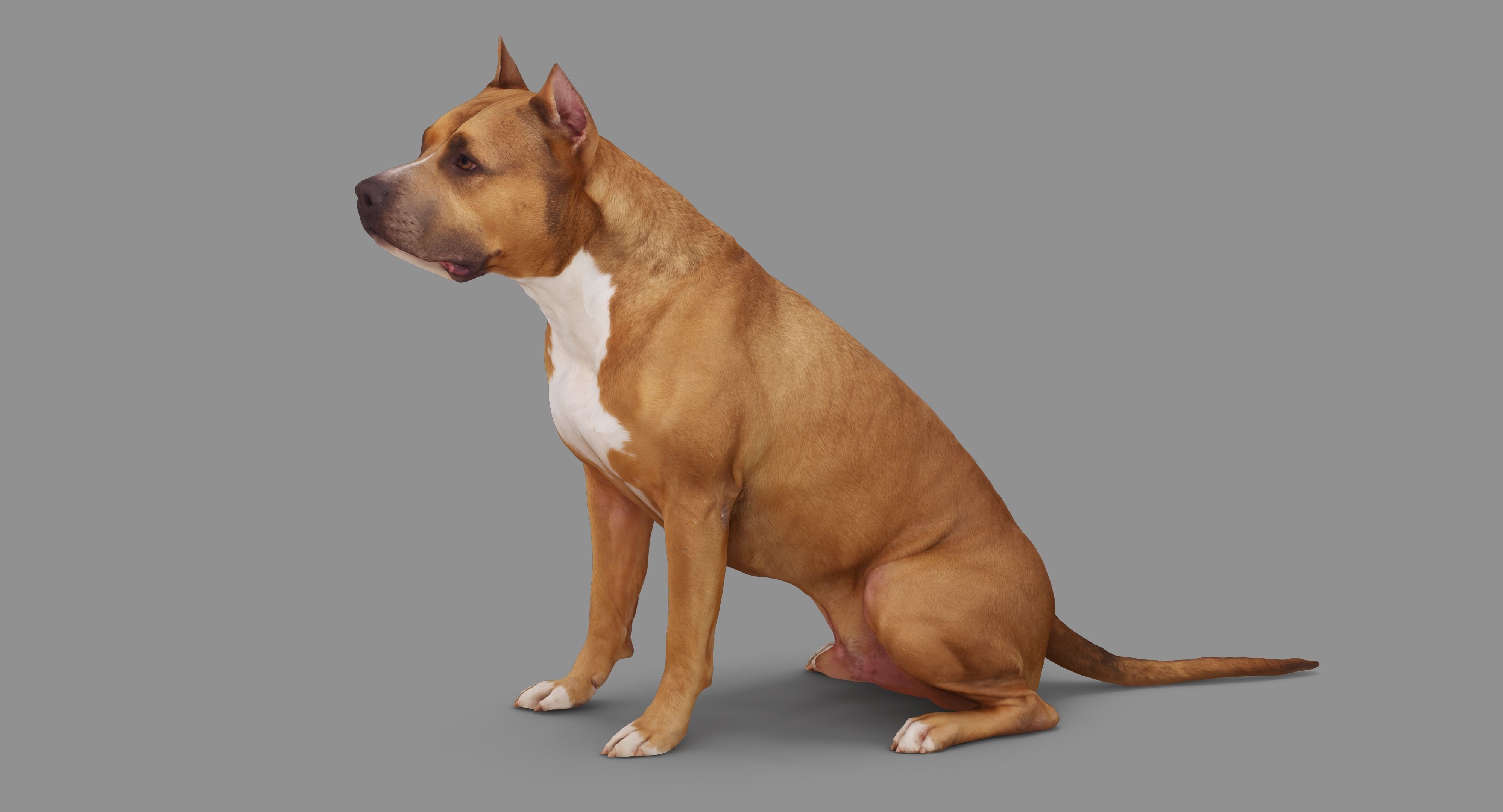 Staffordshire Terrier Collection x2 _61