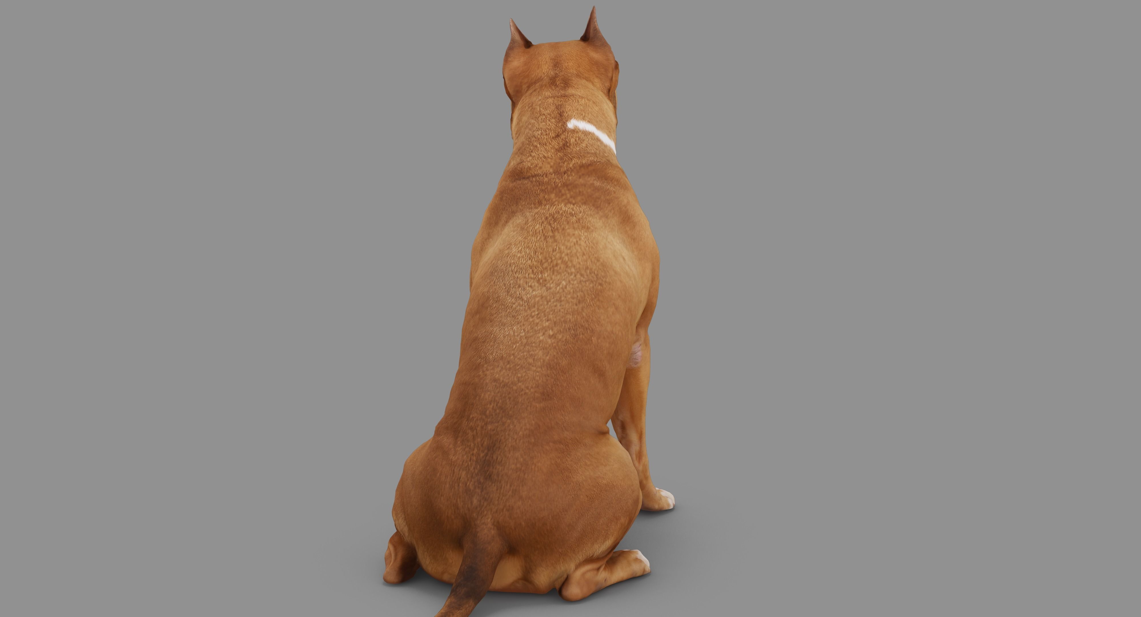 Staffordshire Terrier Collection x2 _41