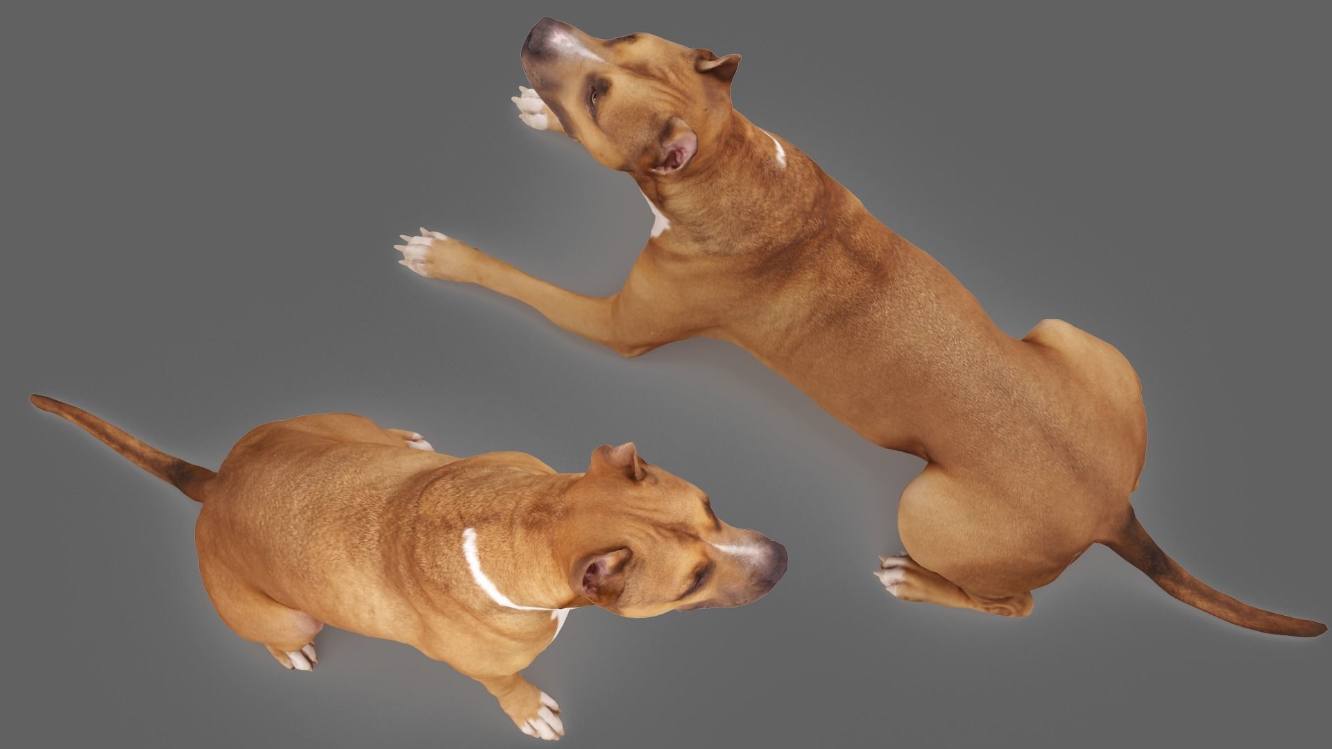 Staffordshire Terrier Collection x2 _3