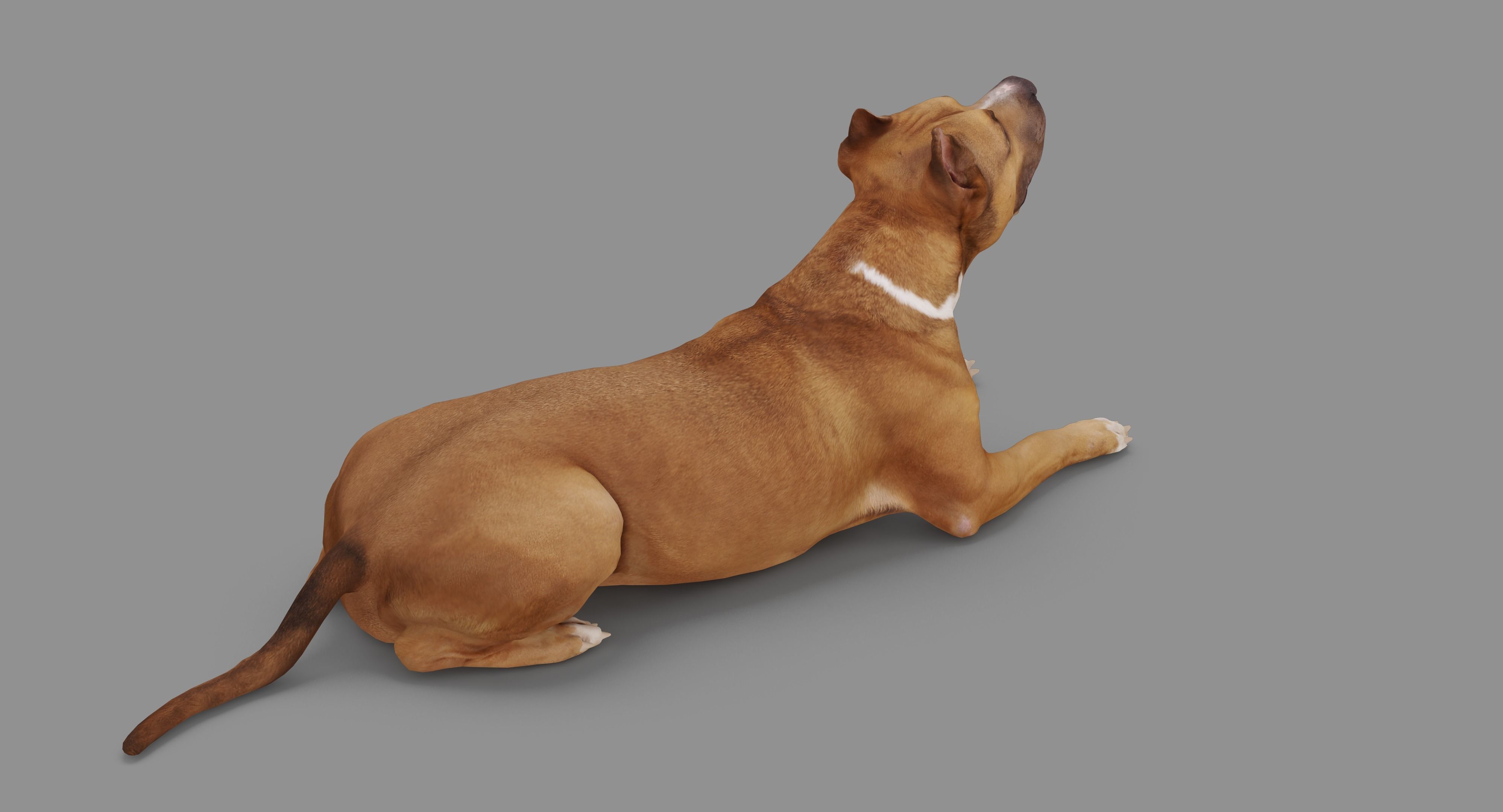 Staffordshire Terrier Collection x2 _84