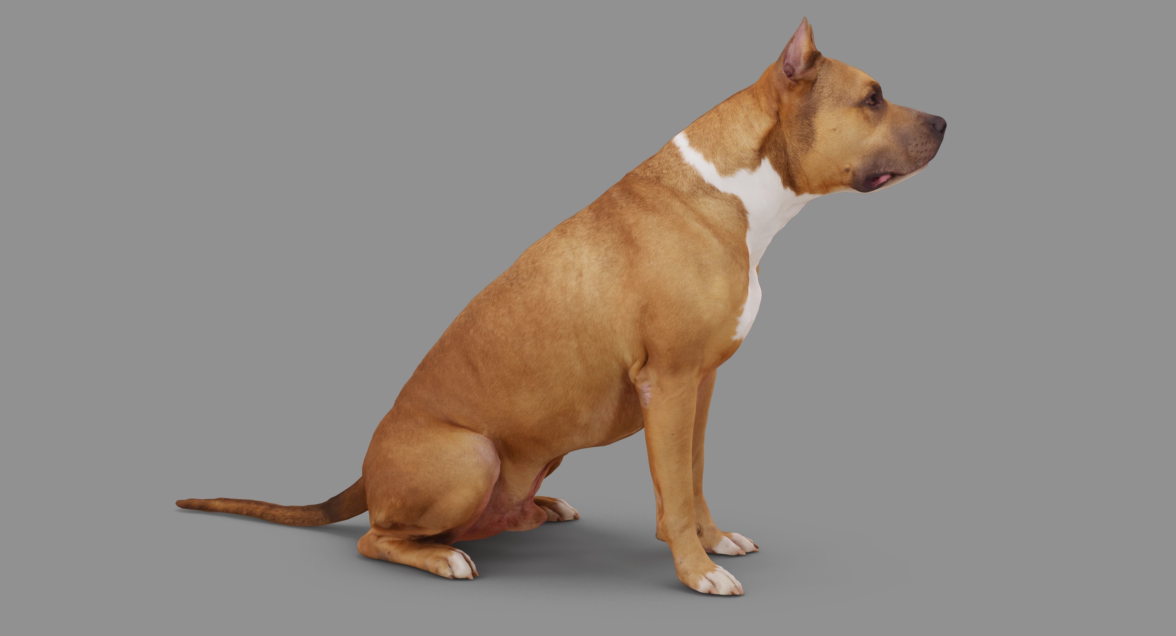 Staffordshire Terrier Collection x2 _31
