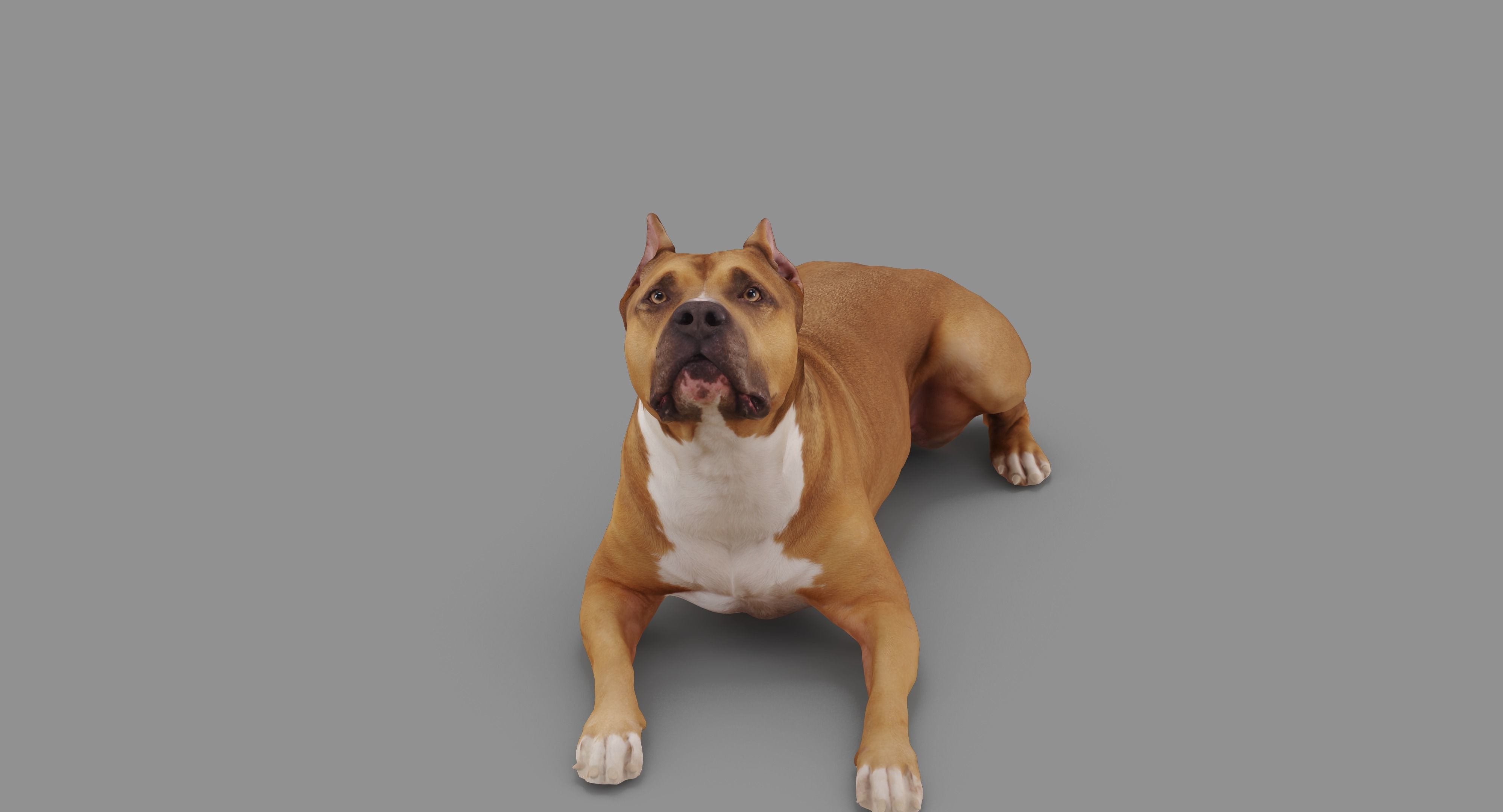 Staffordshire Terrier Collection x2 _70