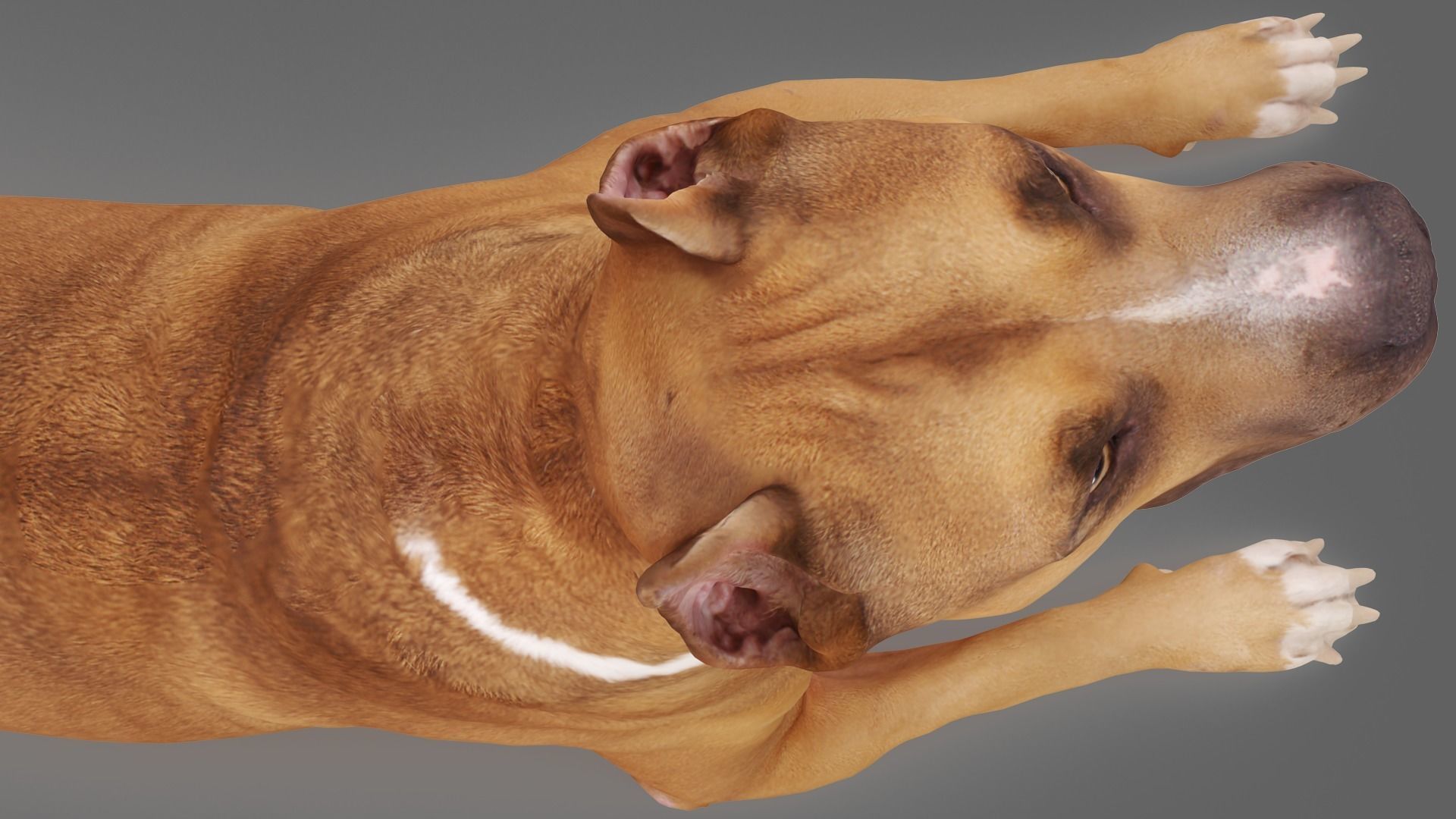 Staffordshire Terrier Collection x2 _18