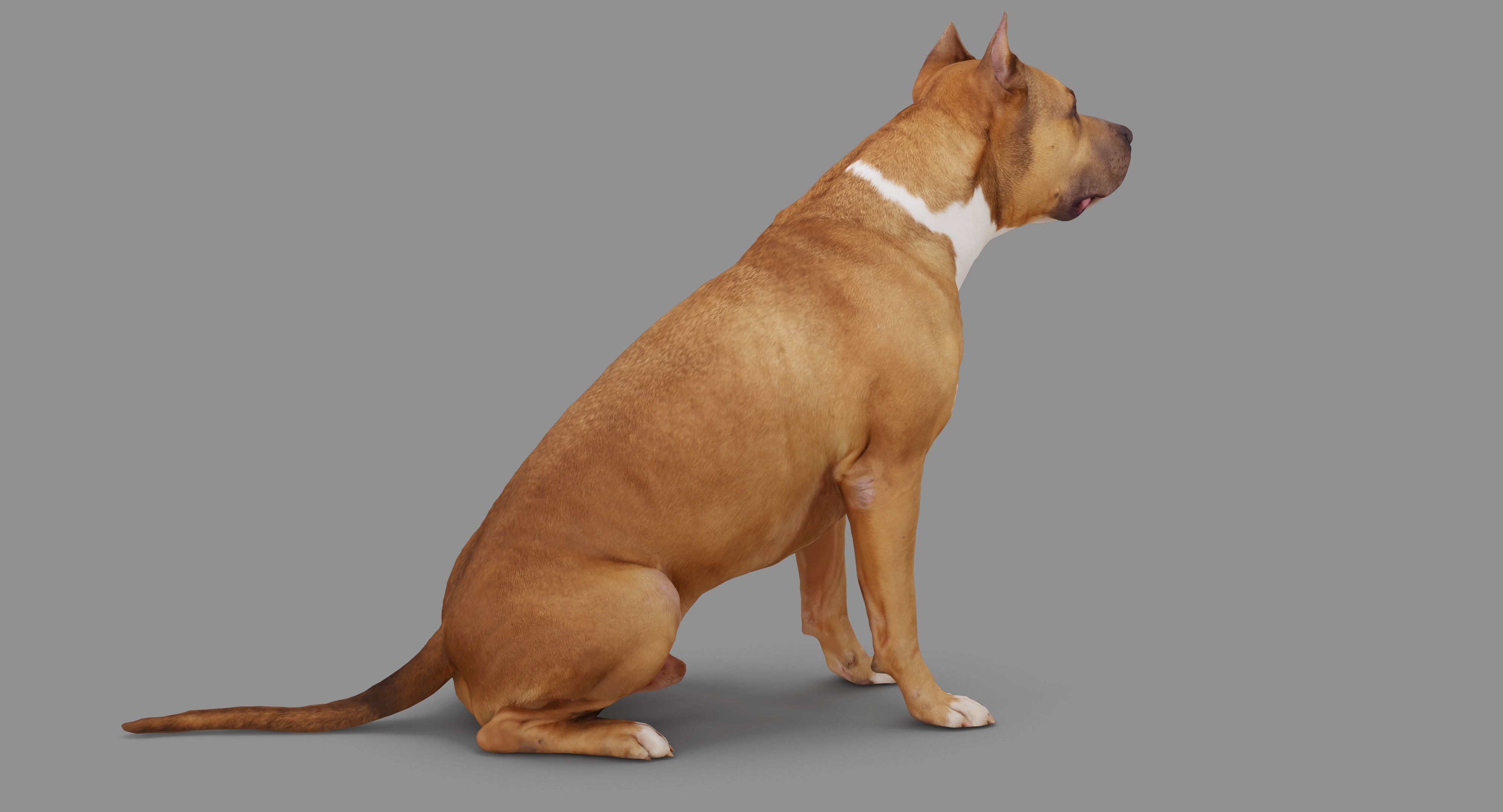 Staffordshire Terrier Collection x2 _33