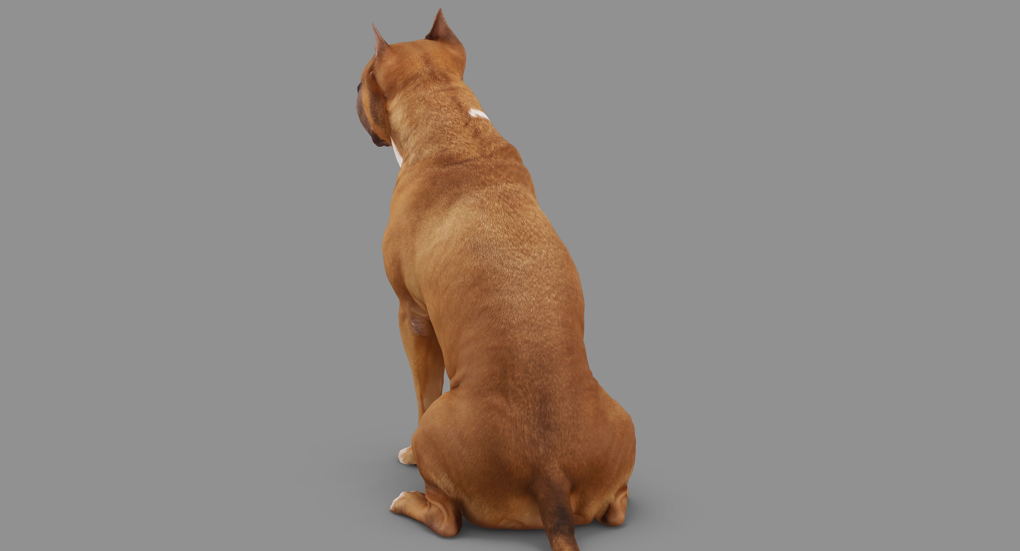 Staffordshire Terrier Collection x2 _47