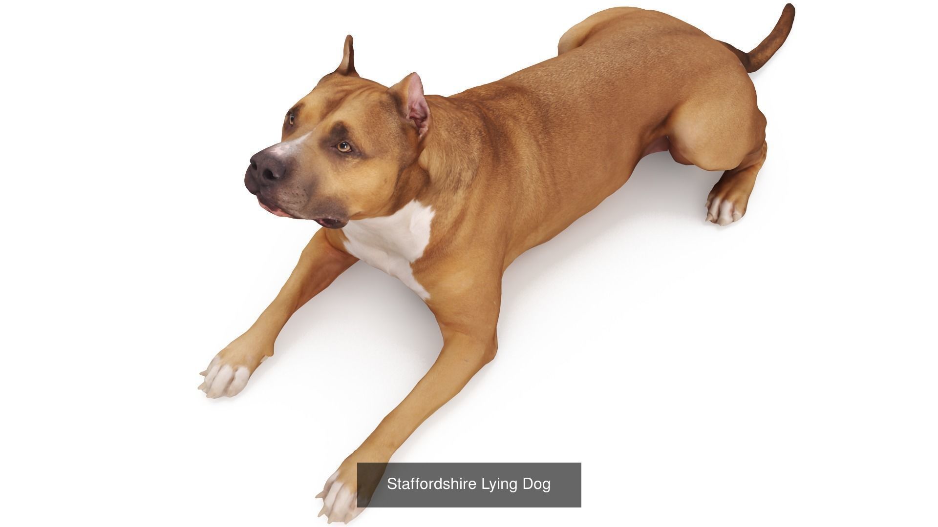 Staffordshire Terrier Collection x2 _13