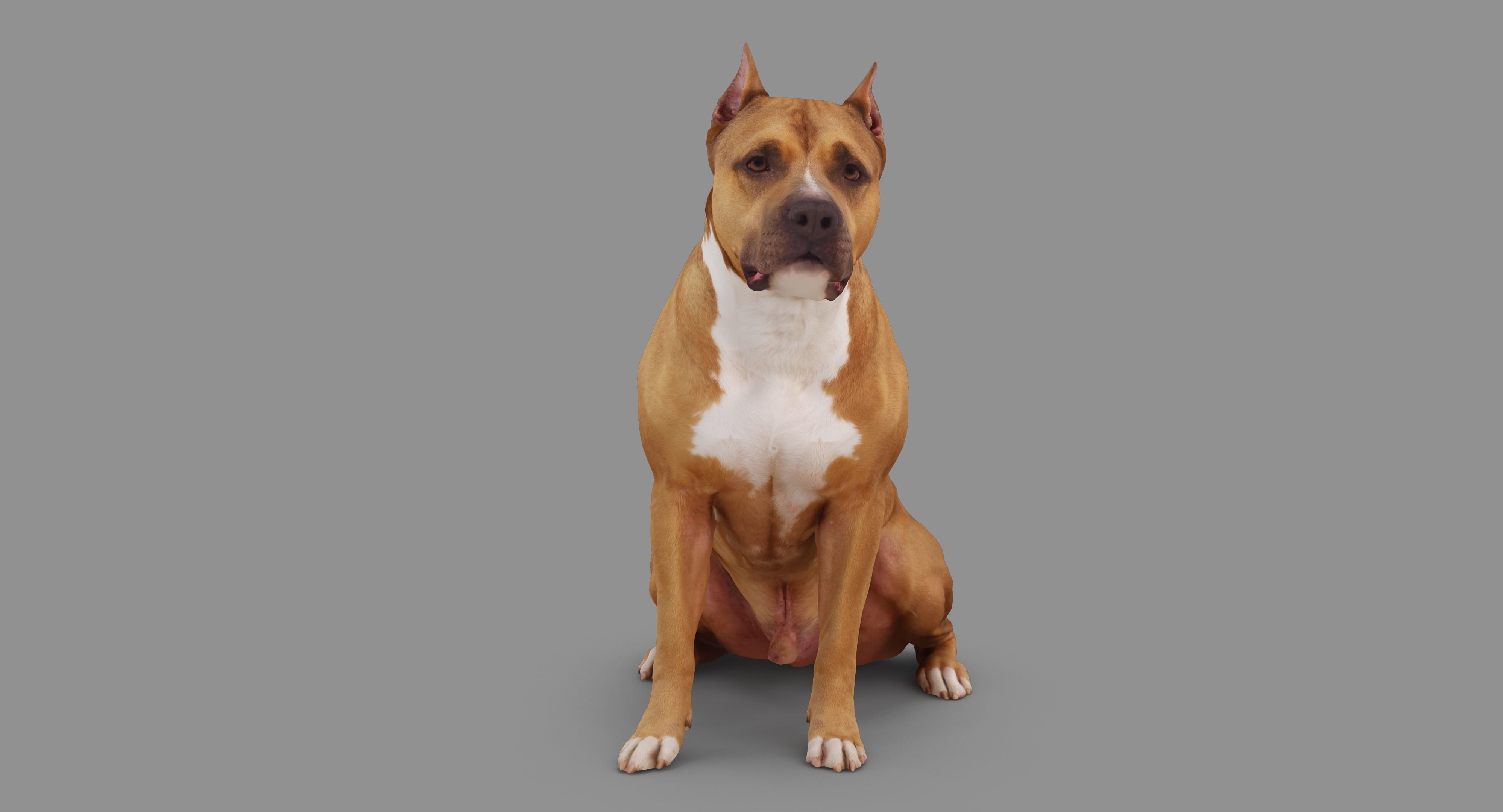 Staffordshire Terrier Collection x2 _19