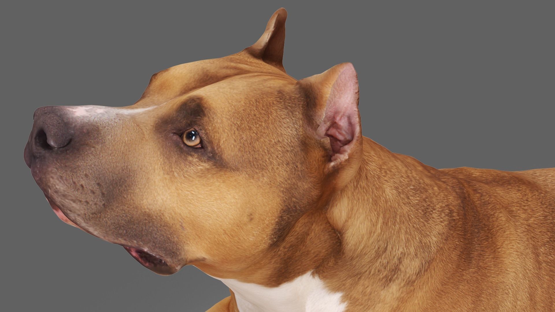 Staffordshire Terrier Collection x2 _15