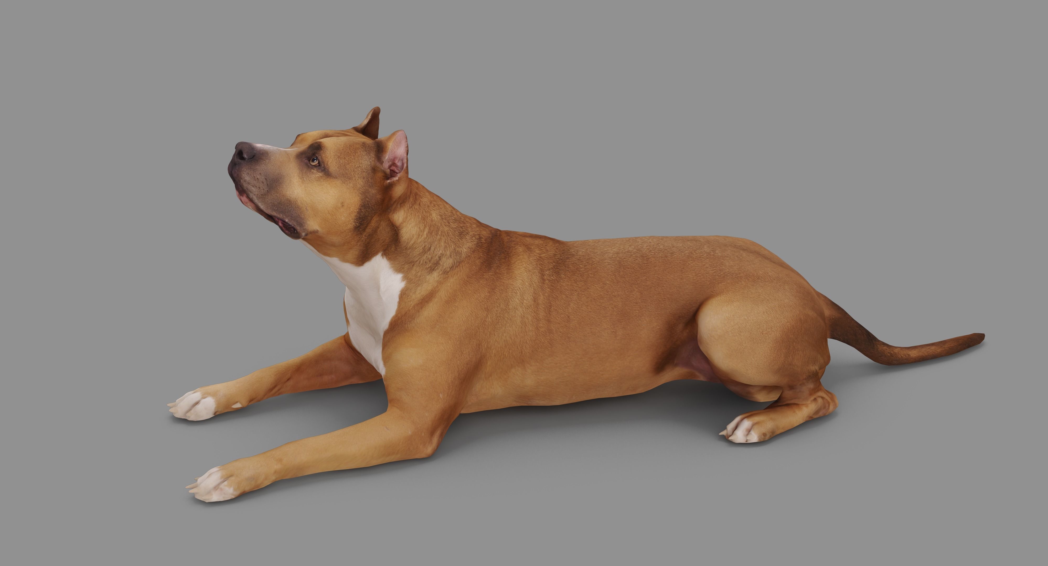 Staffordshire Terrier Collection x2 _66