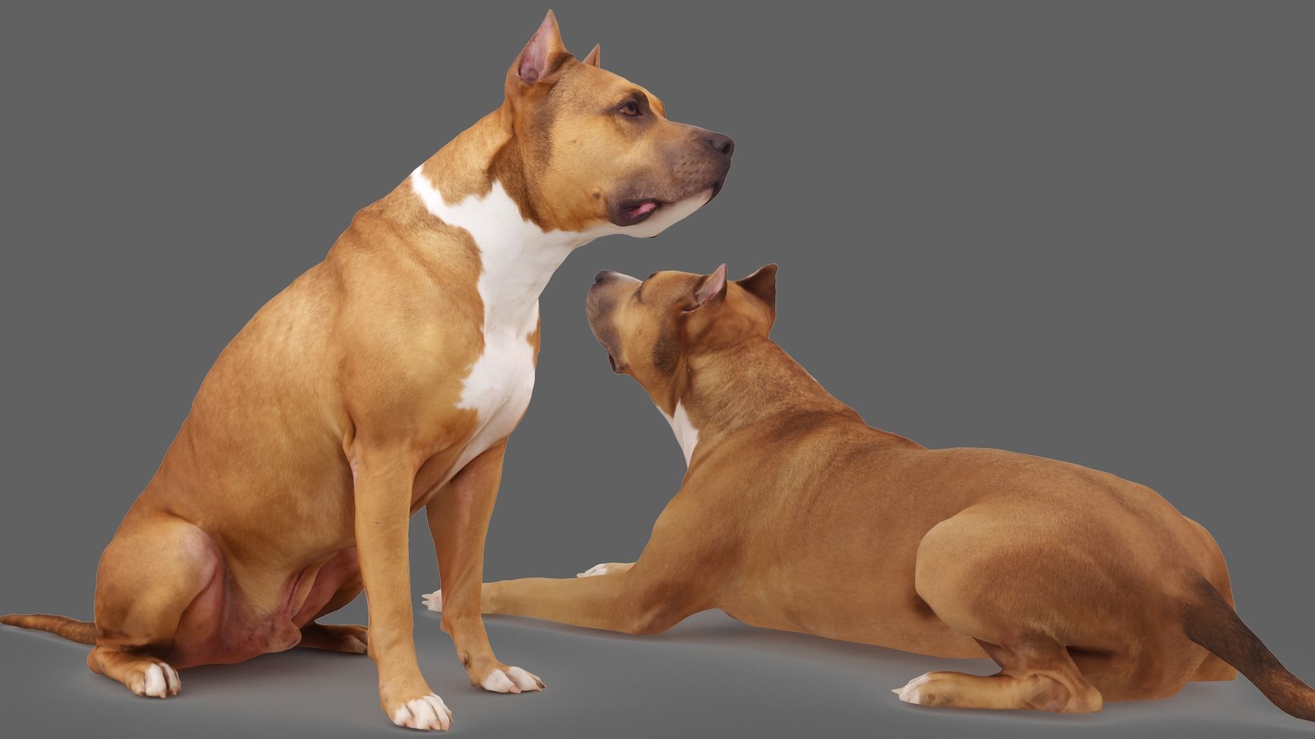 Staffordshire Terrier Collection x2 _5