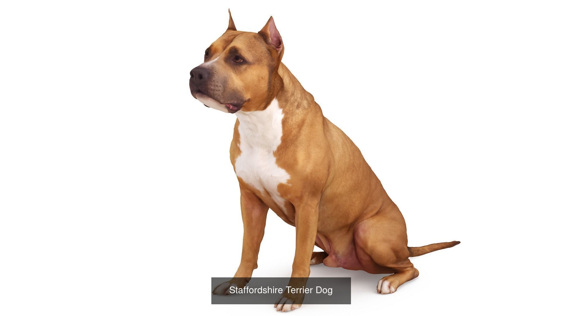 Staffordshire Terrier Collection x2 _7