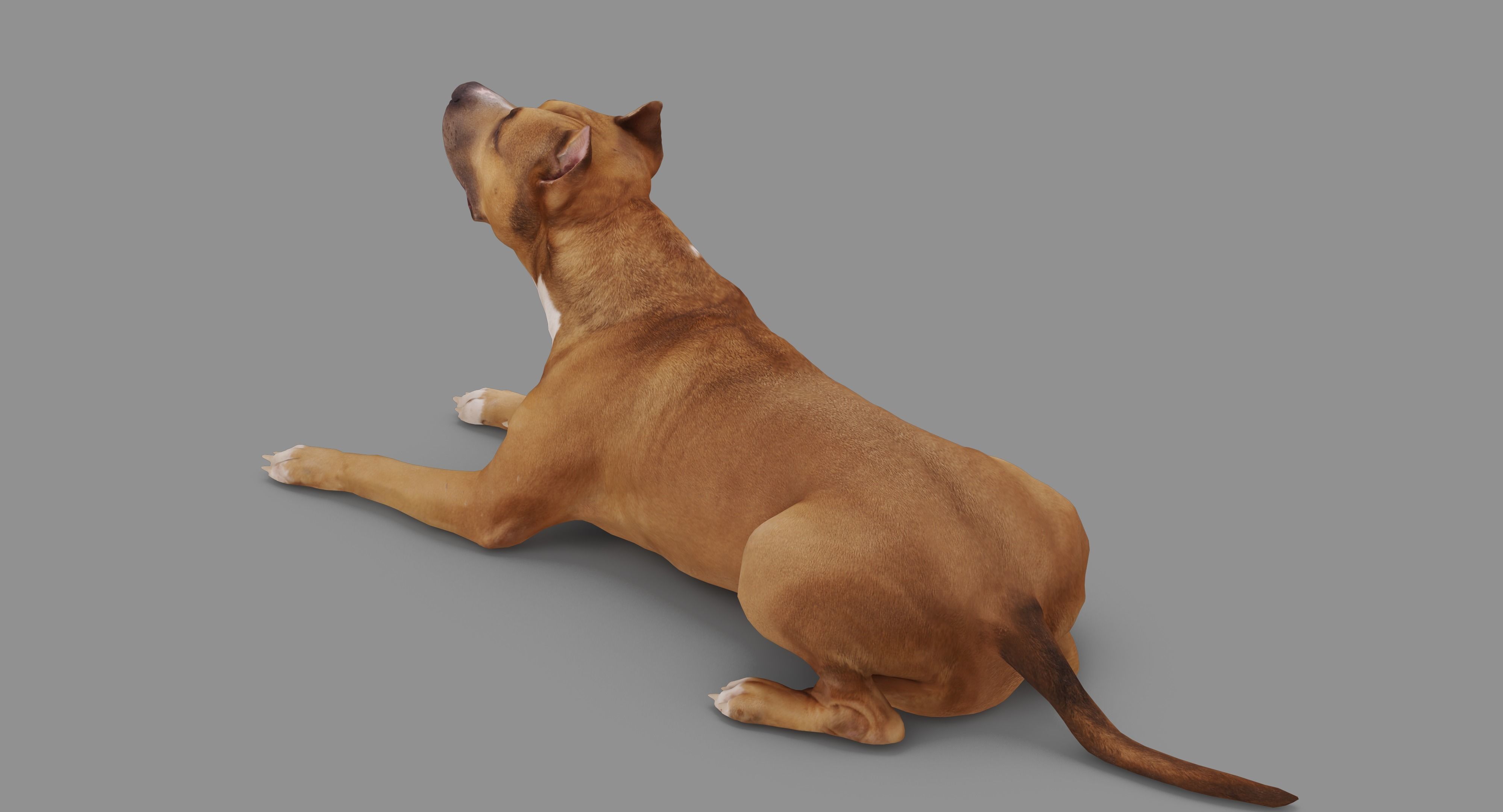 Staffordshire Terrier Collection x2 _103