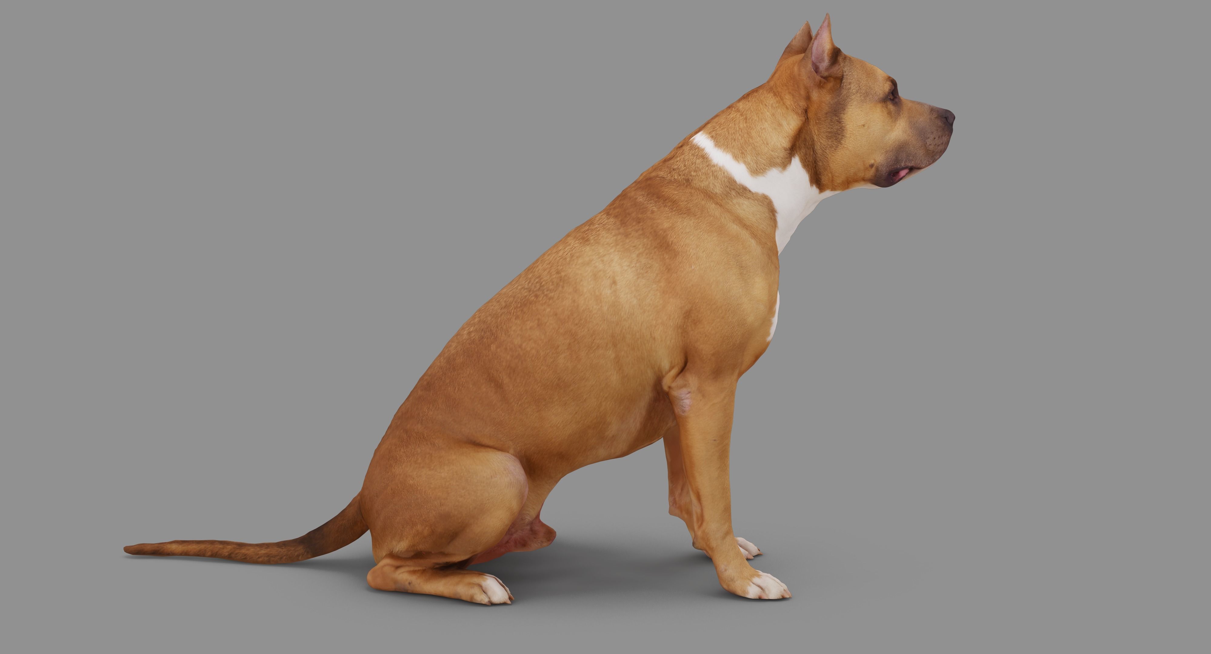 Staffordshire Terrier Collection x2 _35