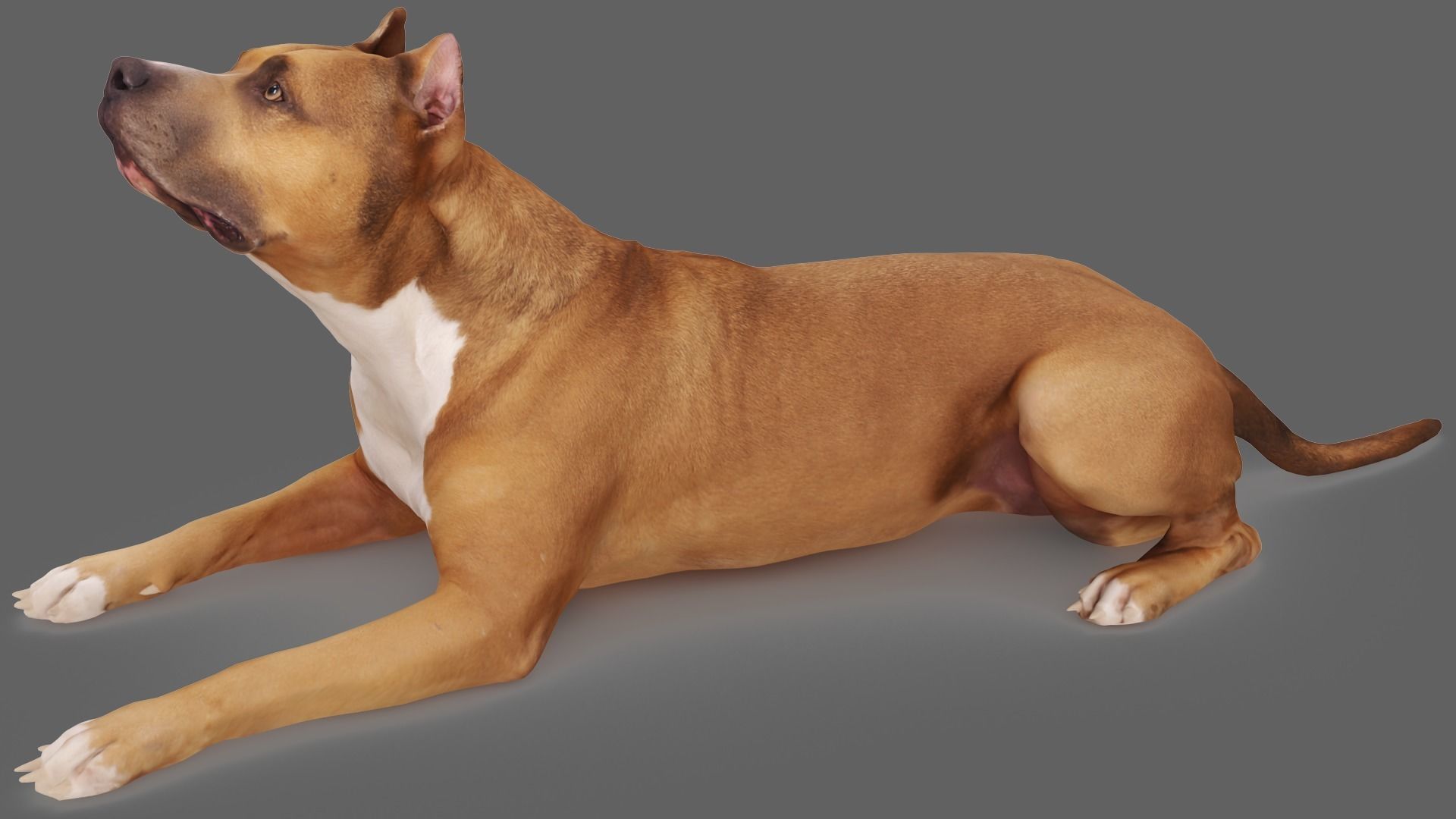 Staffordshire Terrier Collection x2 _14