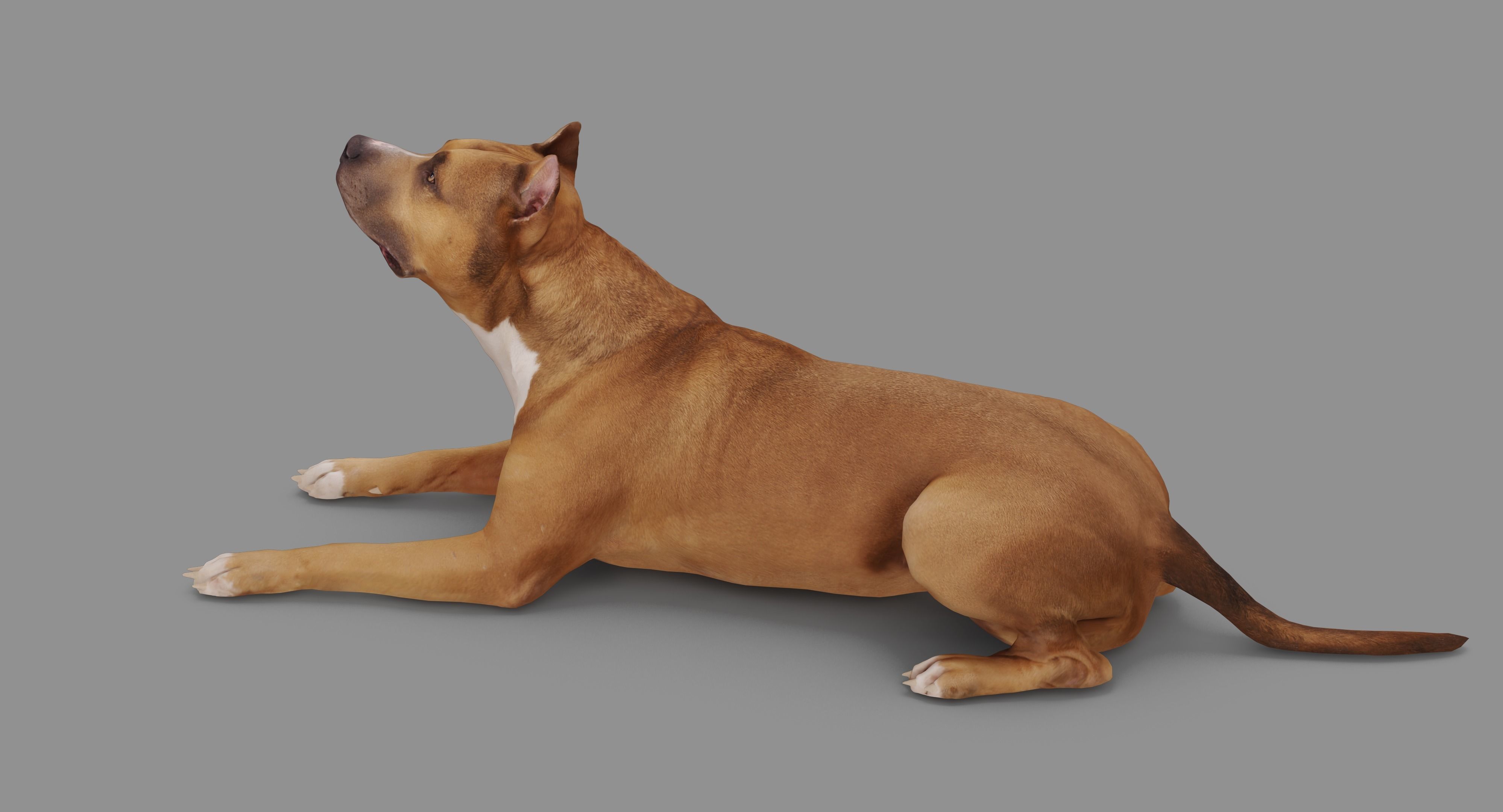 Staffordshire Terrier Collection x2 _105