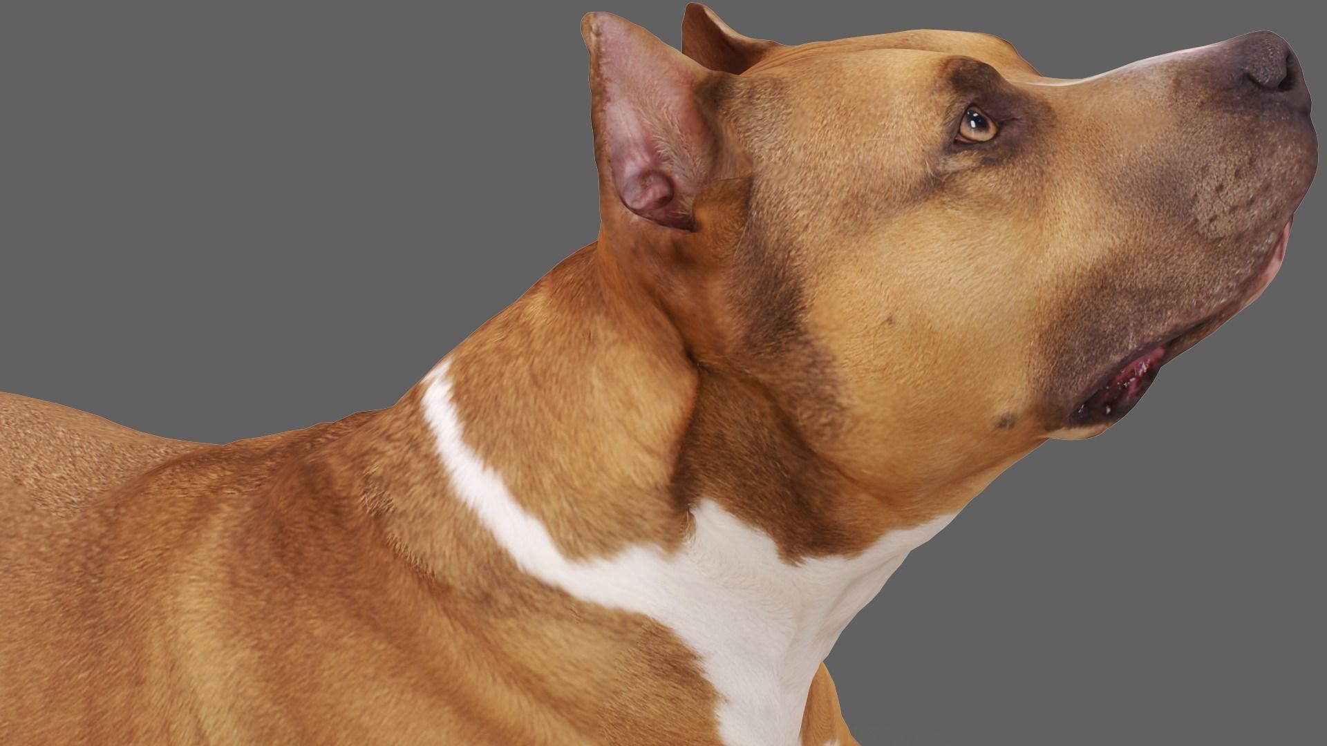 Staffordshire Terrier Collection x2 _16