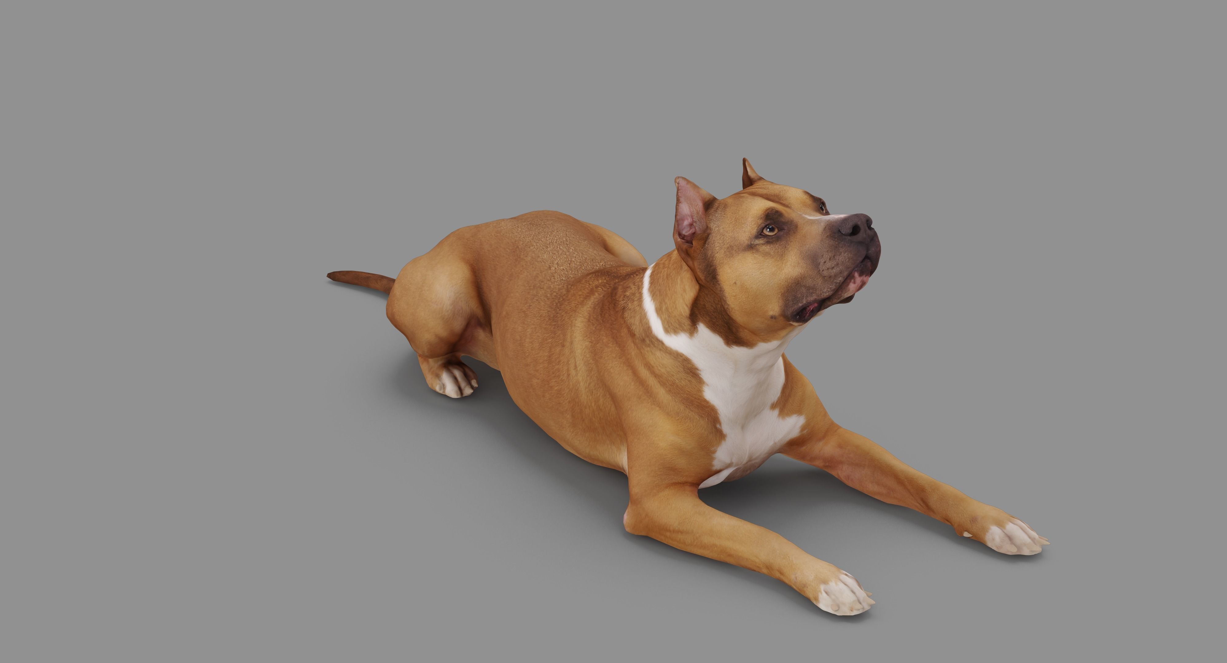 Staffordshire Terrier Collection x2 _78