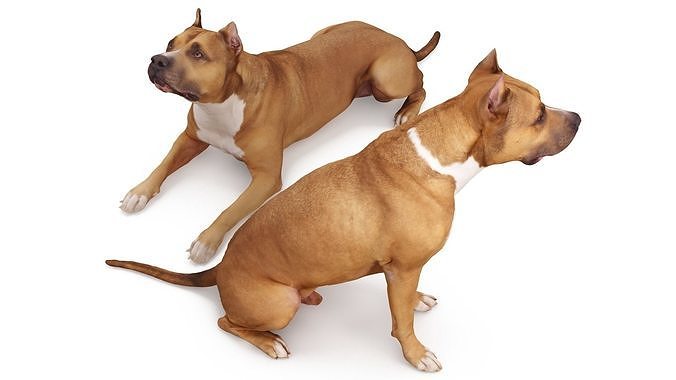 Staffordshire Terrier Collection x2 