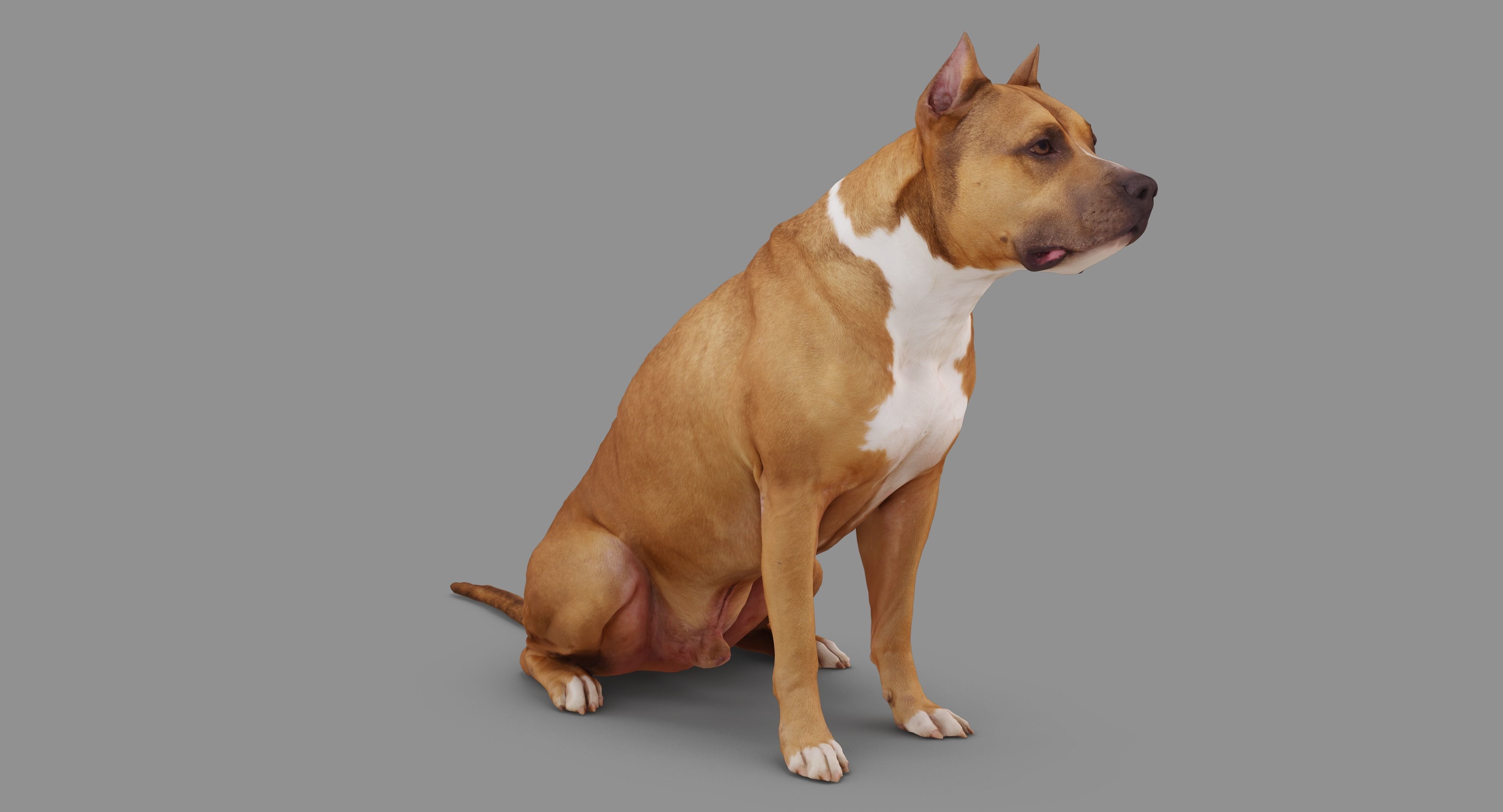Staffordshire Terrier Collection x2 _27