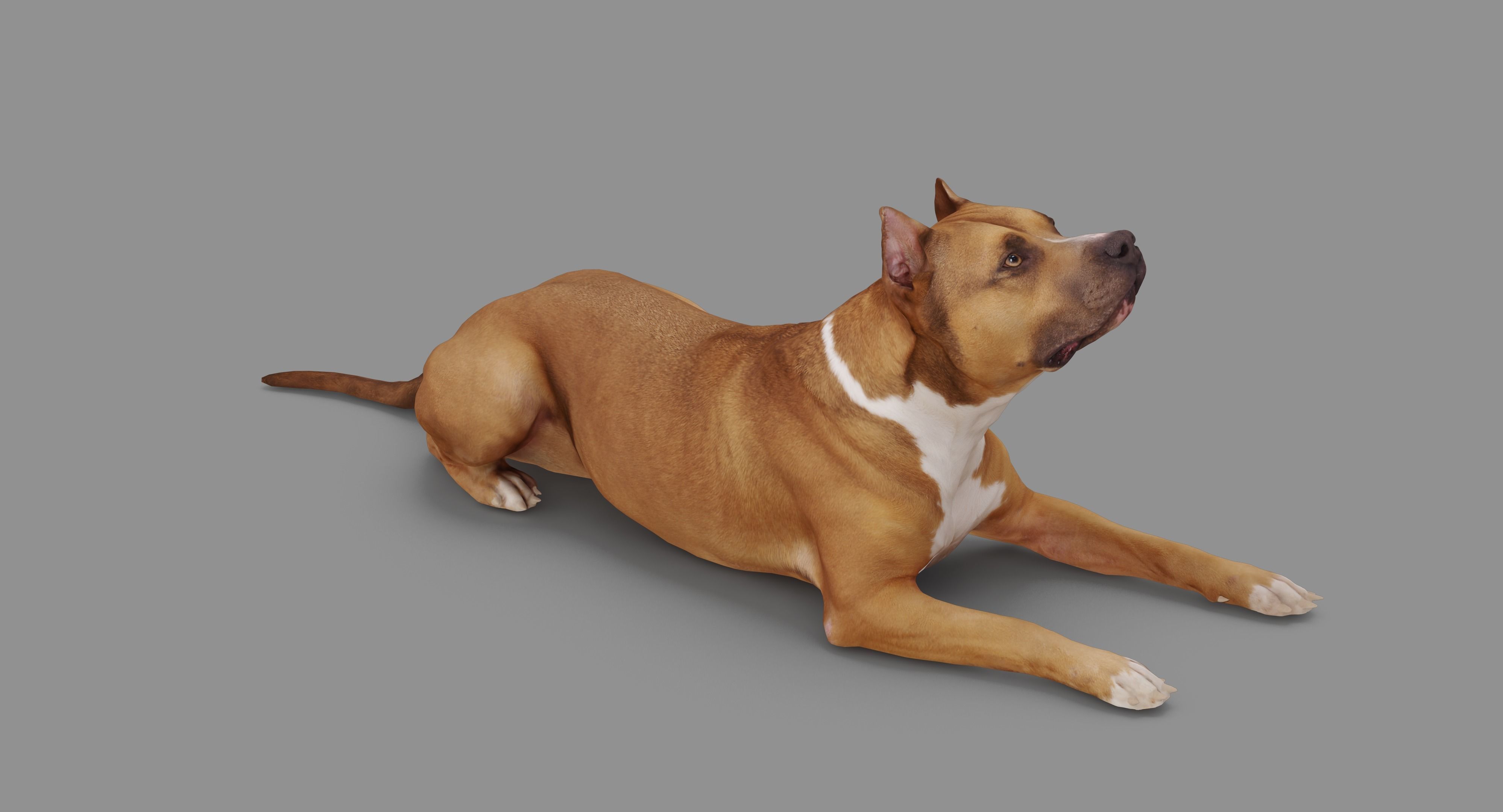 Staffordshire Terrier Collection x2 _82